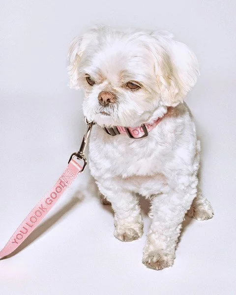 FURBABY BEAUTY VOOR JE HOND EN KAT. VAN HONDENSHAMPOO TOT DOG MIST