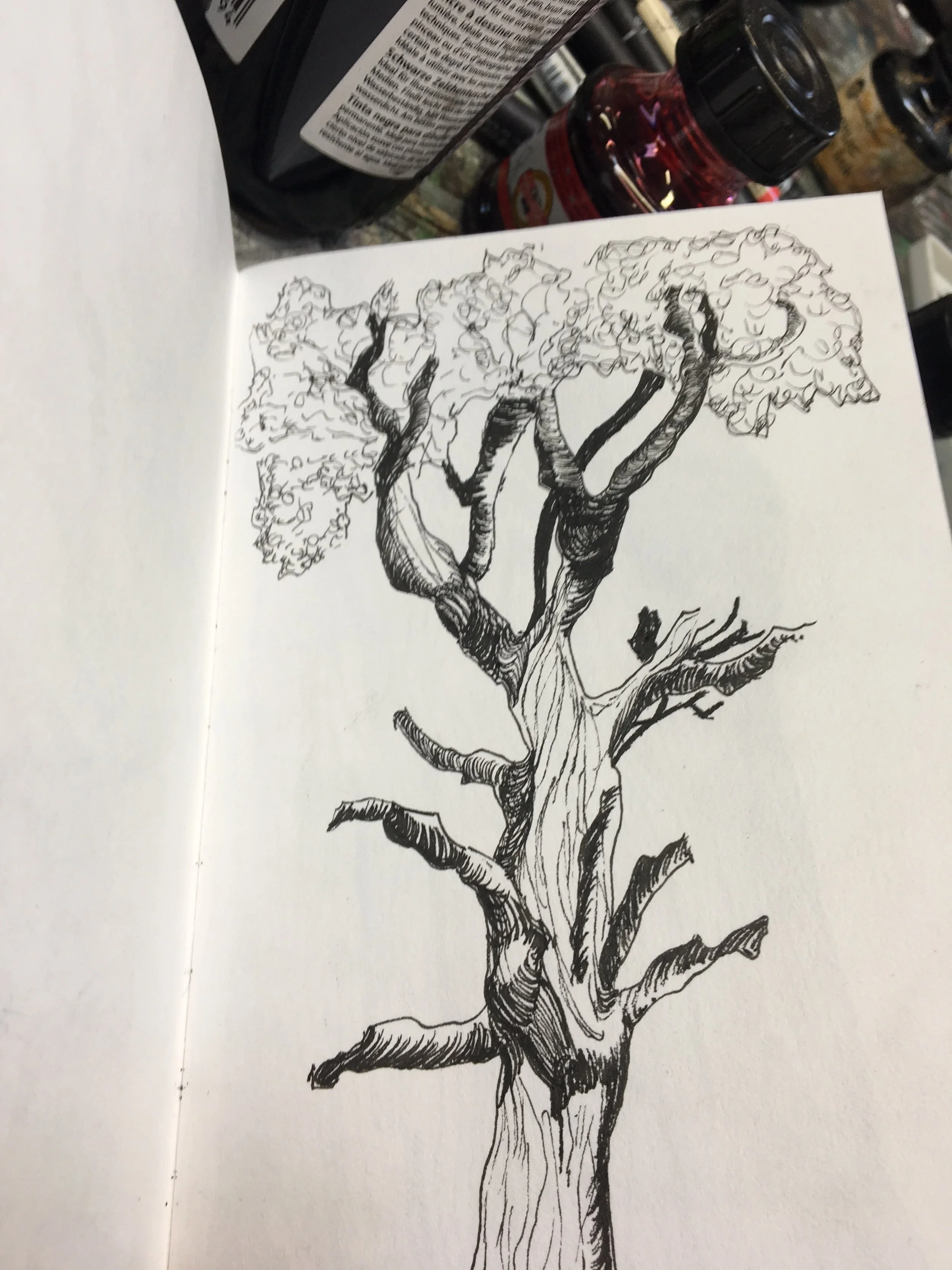 Black ink sketch of a large tree with detailed bark and leafy canopy.