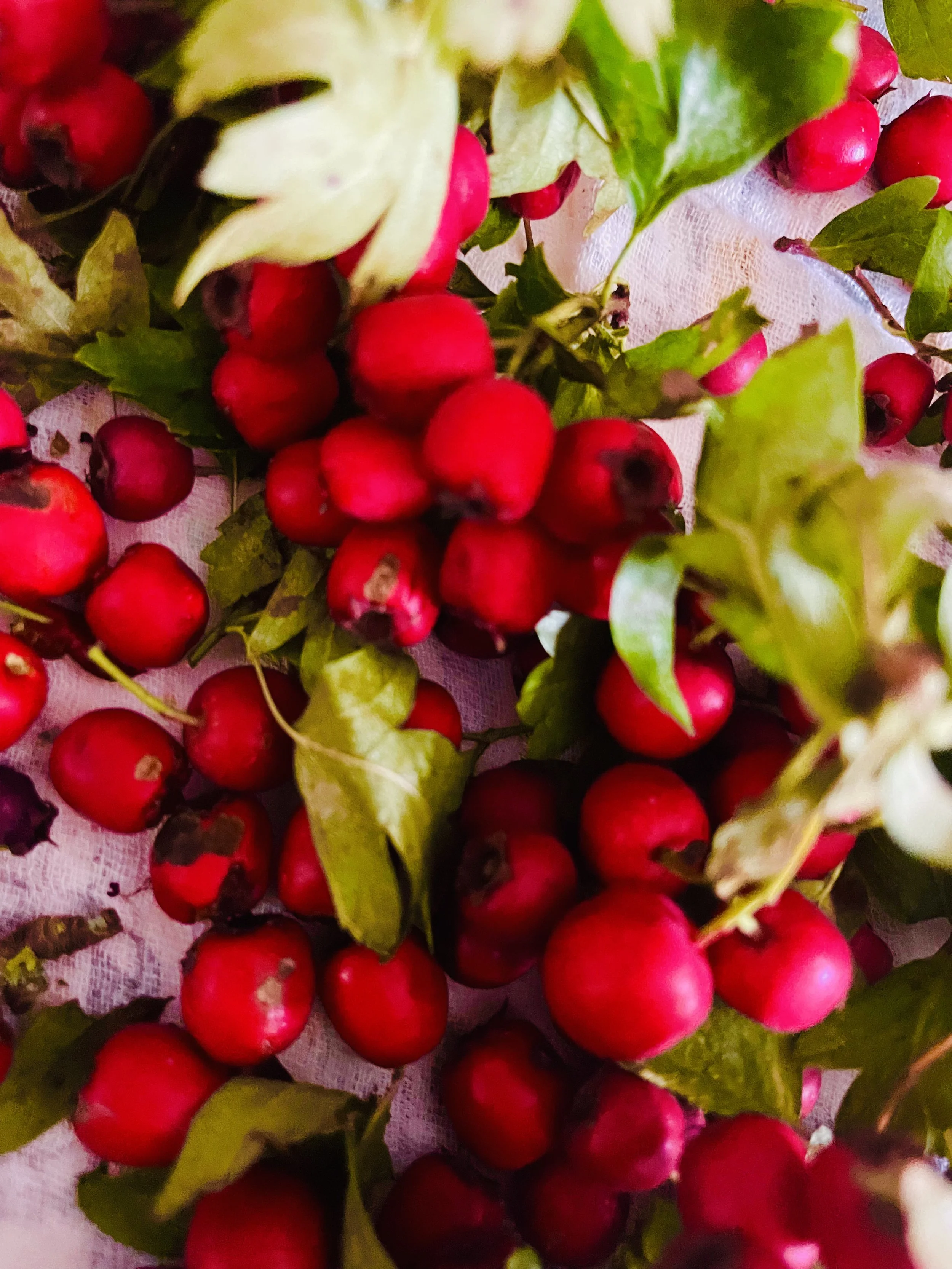 Hawthorn for the heart