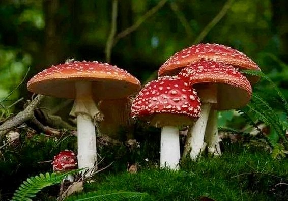 mushroom 4.jpeg