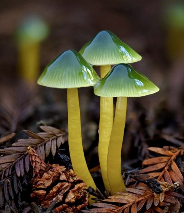 mushroom 5.jpeg
