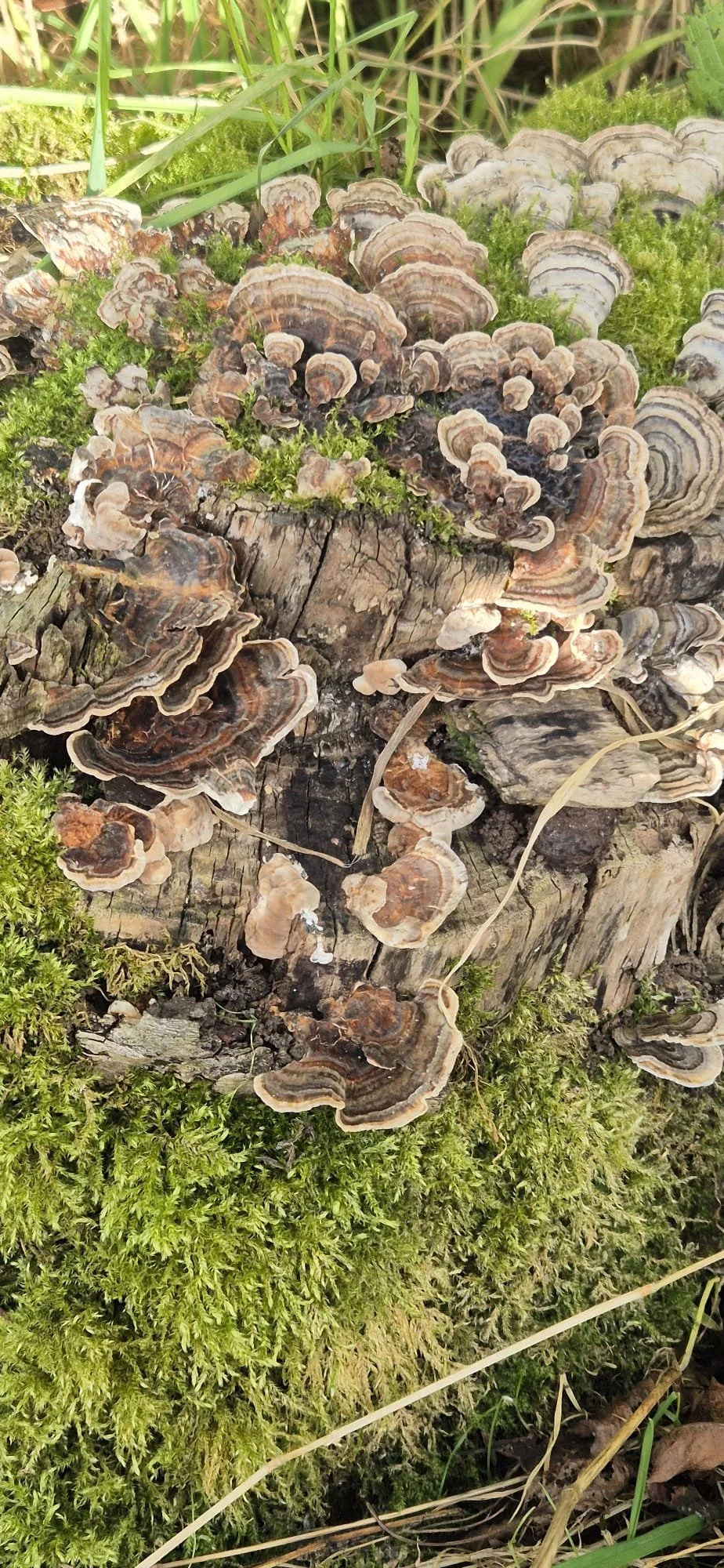 Exploring Mushroom-Based Paper making: A Sustainable Art Practice