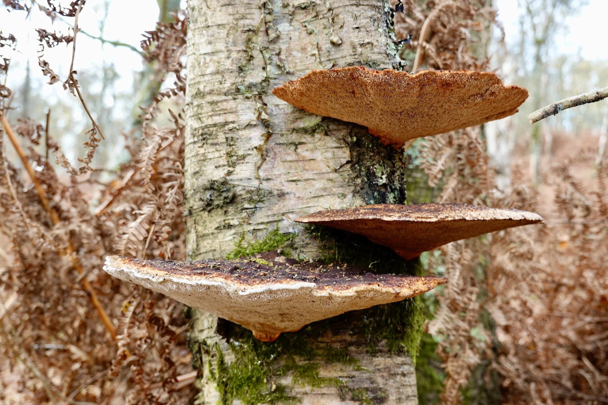 blusher mushrooms on a tree