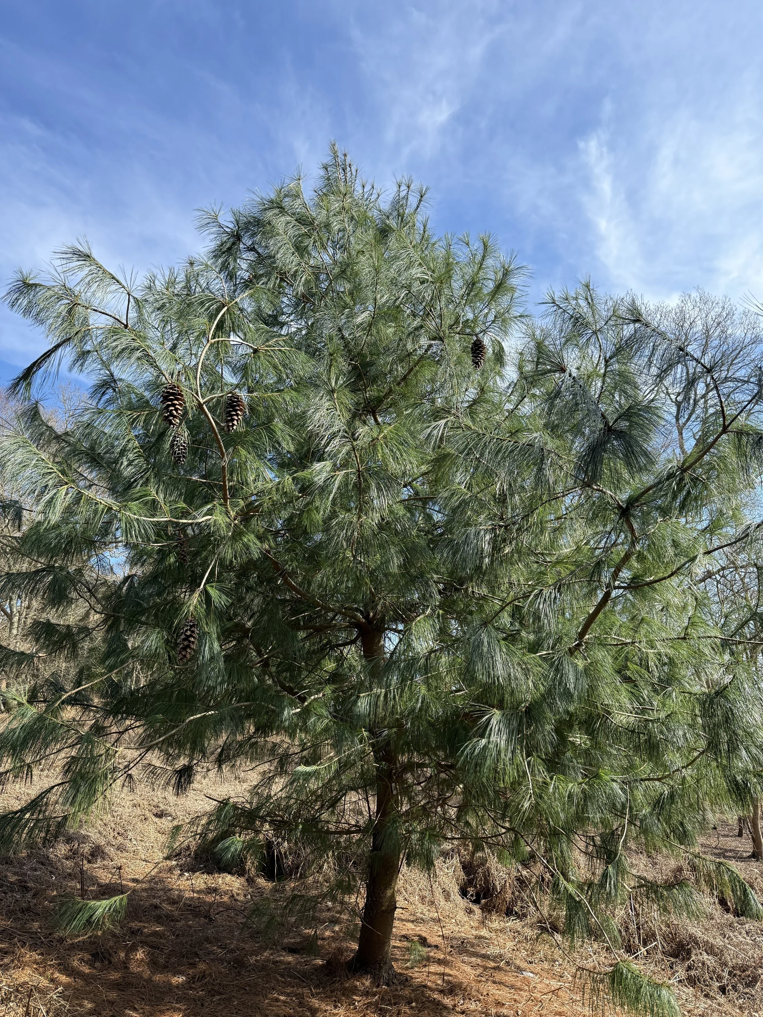 For the Love of Pine...