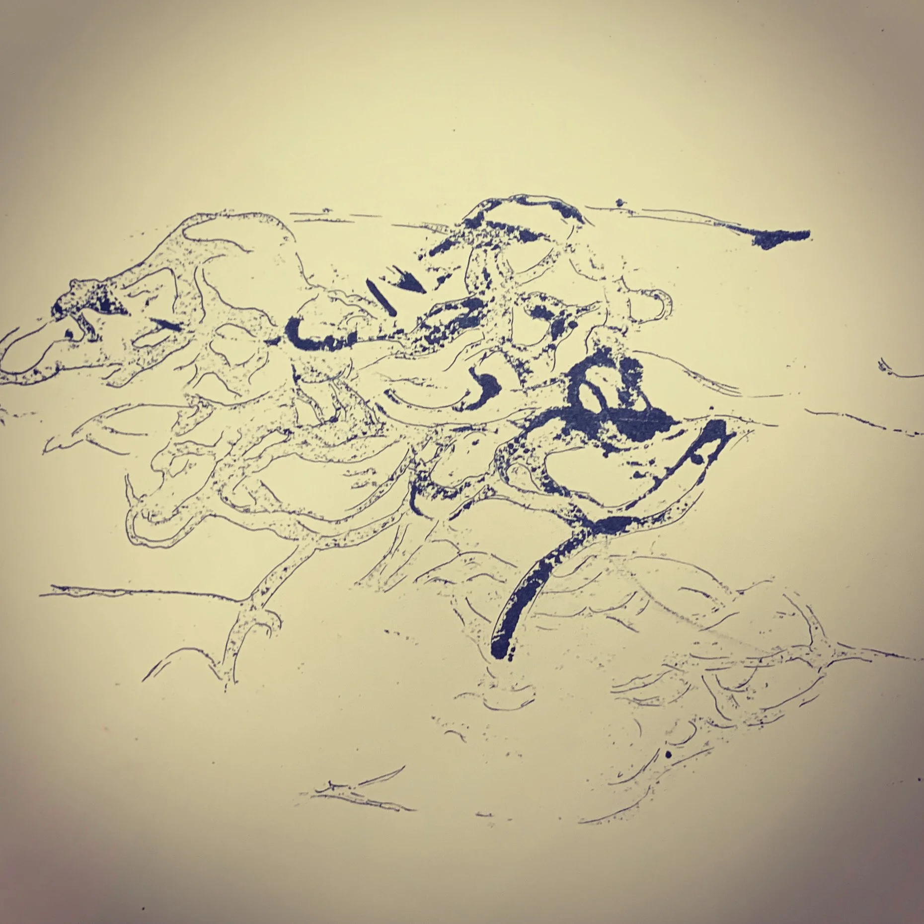 Line drawing of a crab with a long tail and multiple legs on a light background.