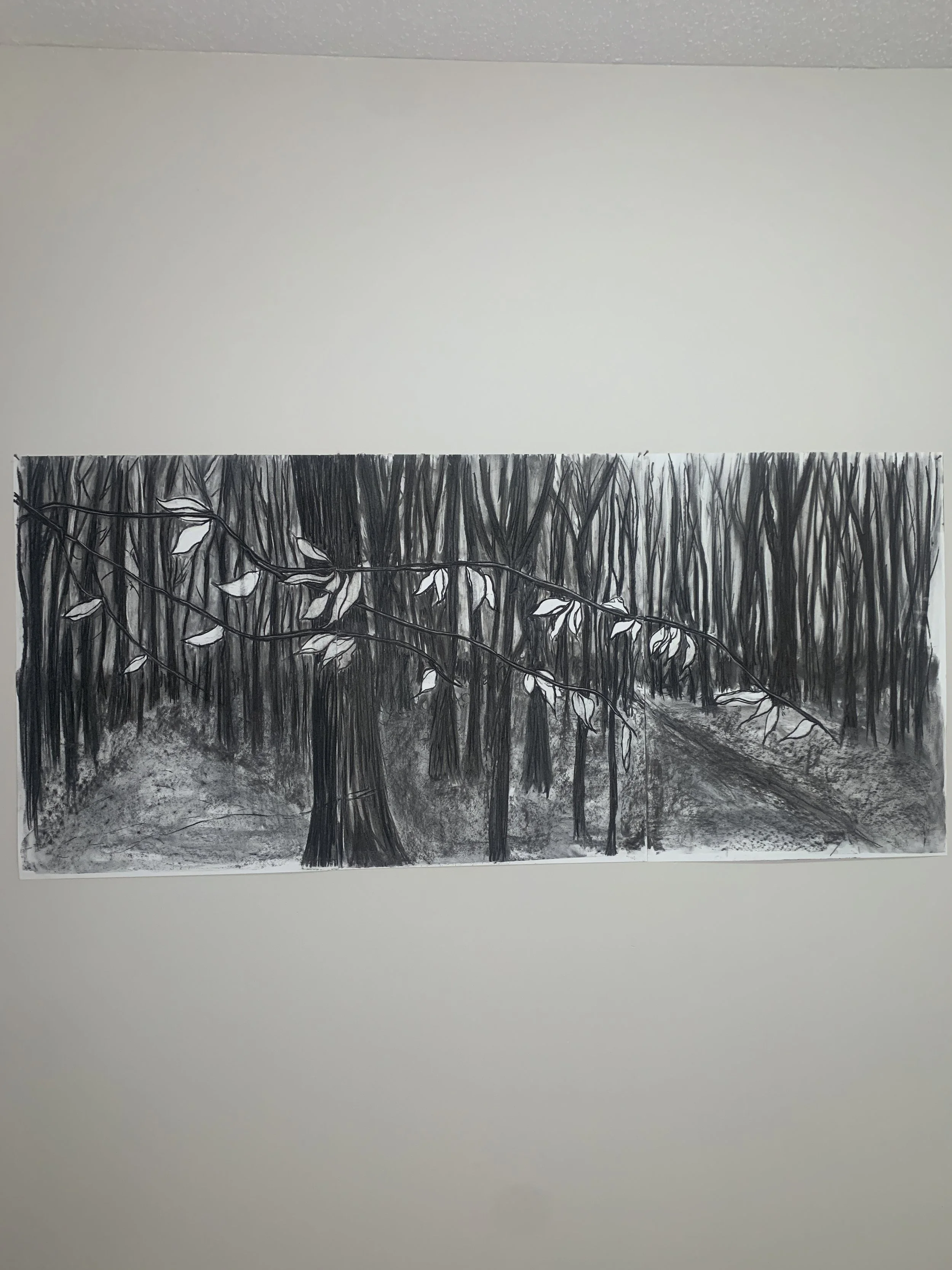 Black and white drawing of a dense forest with numerous tall, thin trees and fallen leaves on the ground.