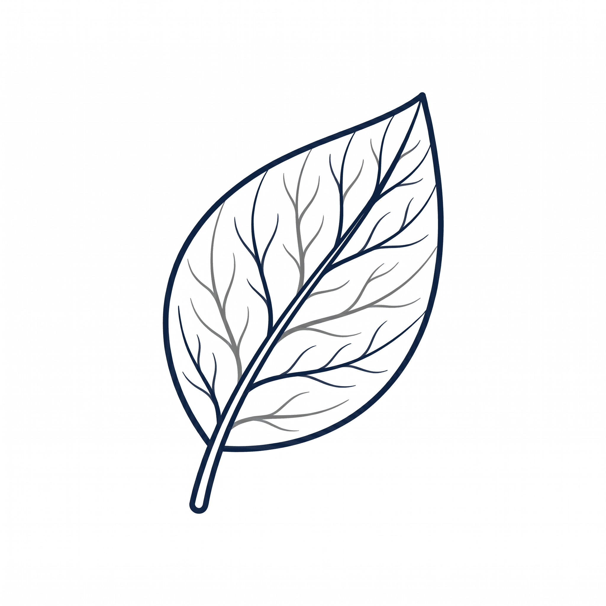 Ein Blatt mit verschiedenen Fasern, welche die eigene Kraft und Staerke symbolisieren, die wir in uns haben.