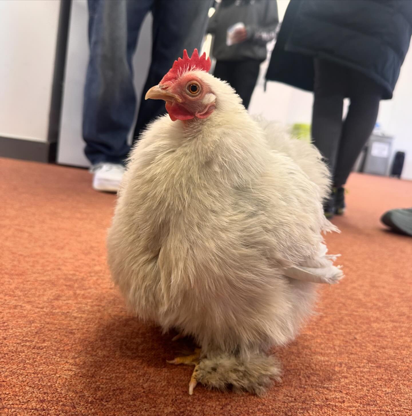 Miss Maggie has been up in Coventry today, meeting the cast and crew of a new BBC series we&rsquo;re starting next week. She has a big role in this one, wish her luck! 

#chicken #tvseries #bbc #production #productionlife #productioncompany #producti