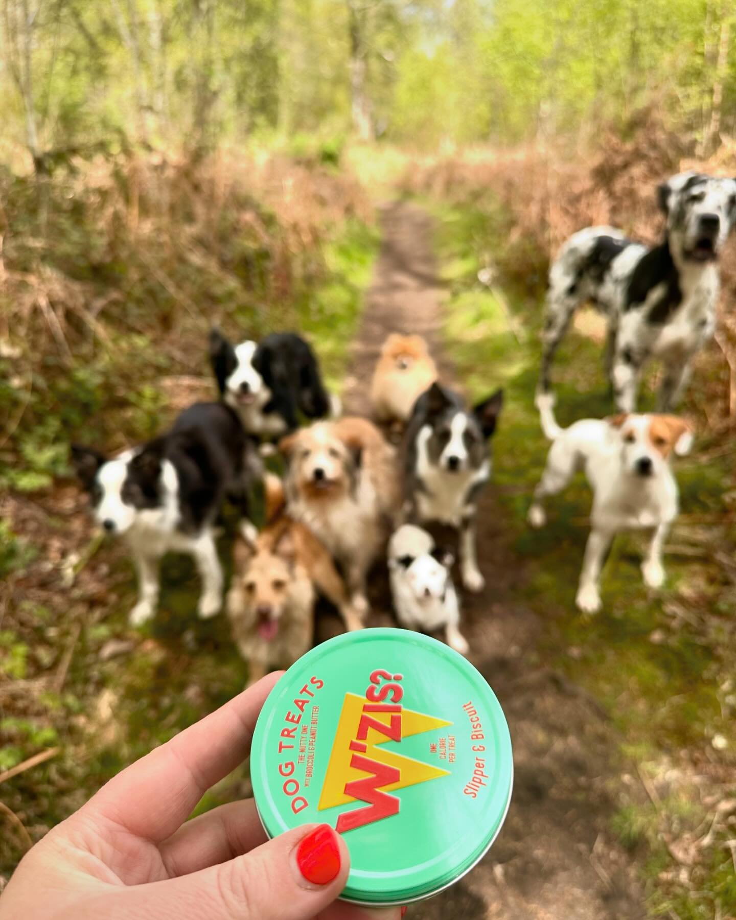 How much fun are these?! Meat free (not every treat needs to be meat), gorgeous packaging and most importantly, the dogs love them! @wzis.dog the gang love your fun treats! 
#wzis #wziswoofers #dogtreats #meatfree #crueltyfree #vegetarian #happydogs