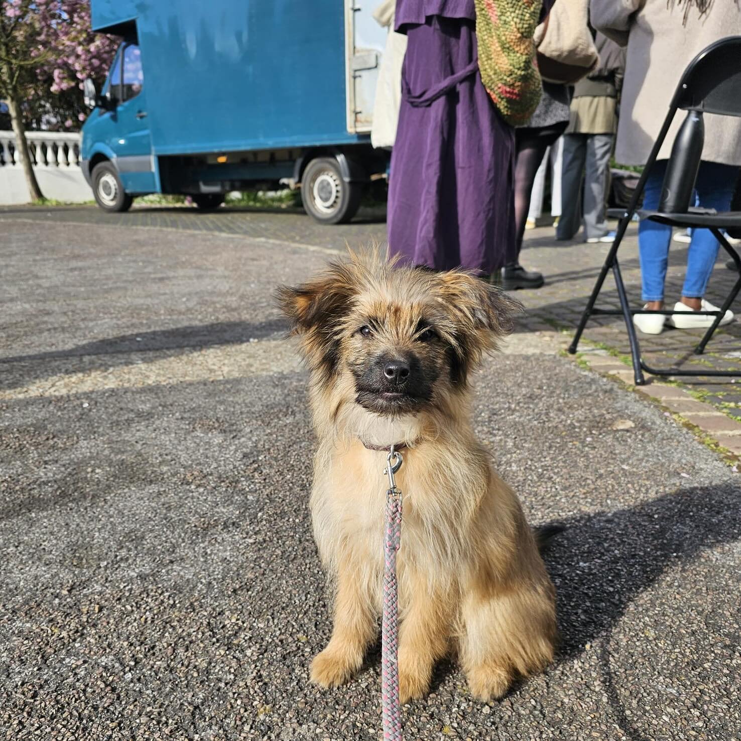 Baby Cheese having her first day on set today in sunny Brighton! She is ridiculously cute. 

#onset #filming #filminglocation #filming🎬 #filmdirector #featurefilm #puppy #cutepuppy #pyrshep #pyreneanshepherd #production #producer #filmlife #artdepar