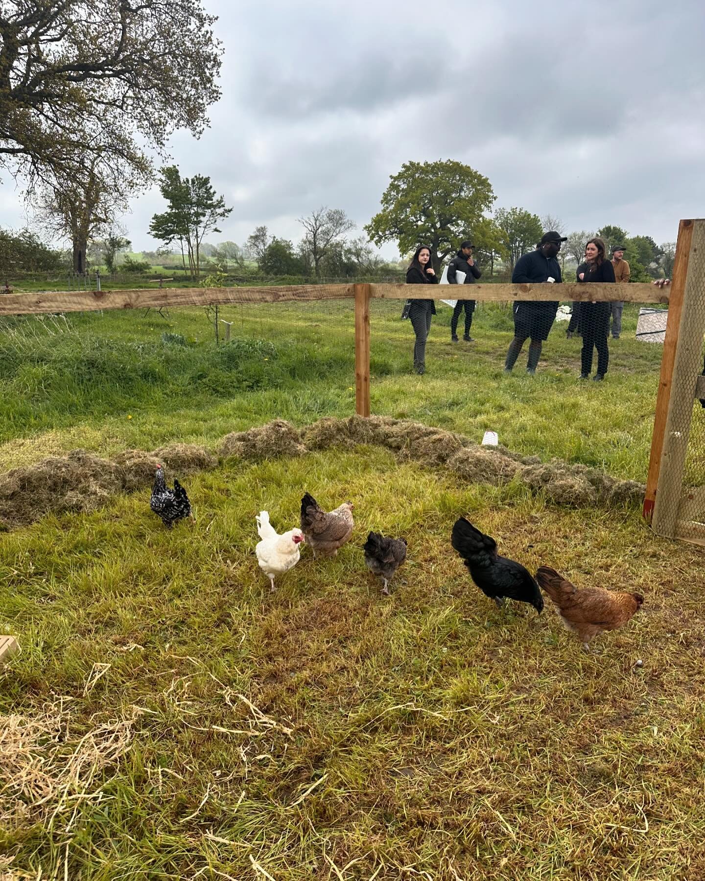 Back on set of the BBC series we&rsquo;re shooting, with these beautiful ladies! We do love a chicken here at POS! 
#chicken #tvseries #bbc #producer #production