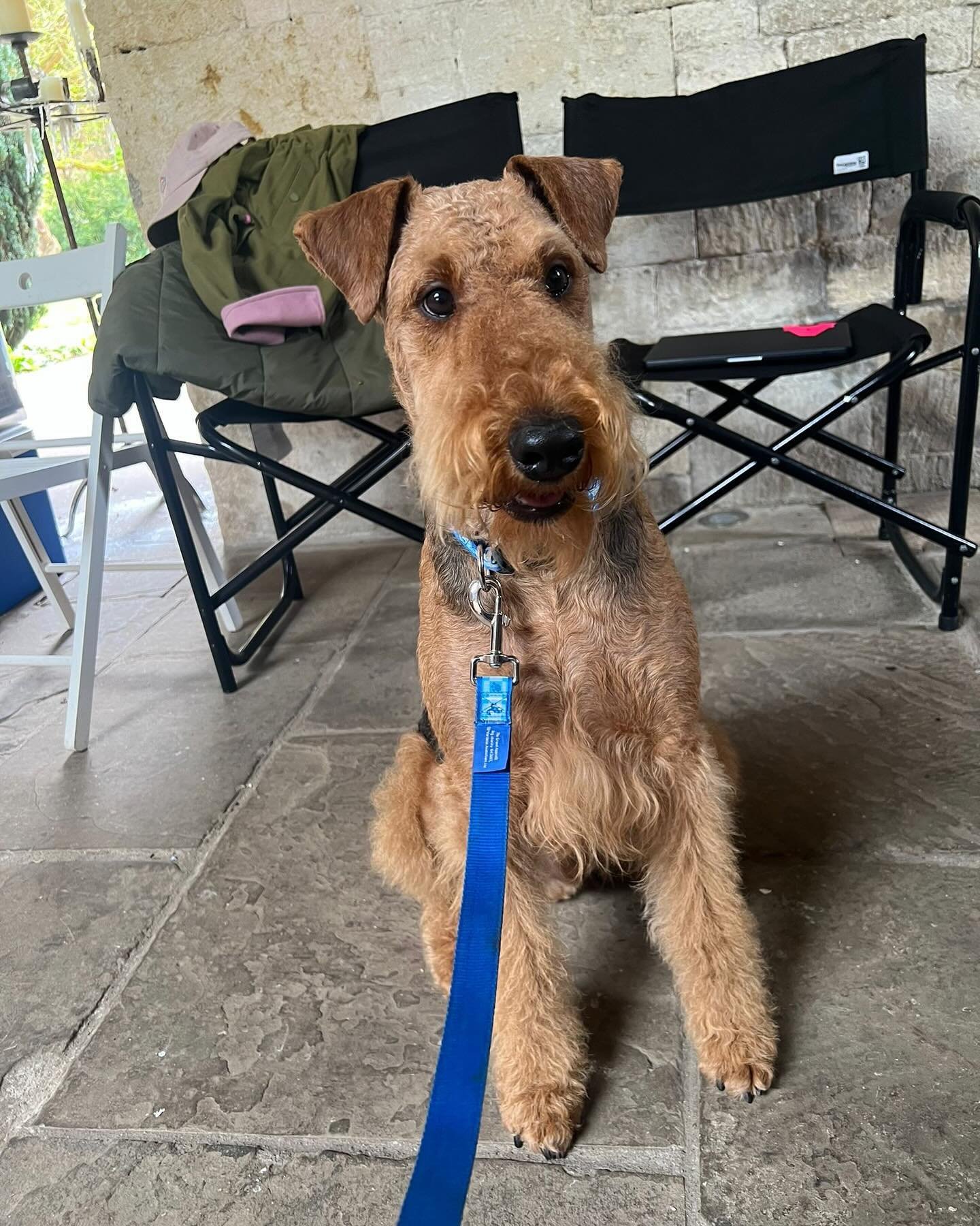 Also on set today, the incredibly beautiful Hans. 
#onset #onlocation #fashionshoot #airedale #airedaleterrier