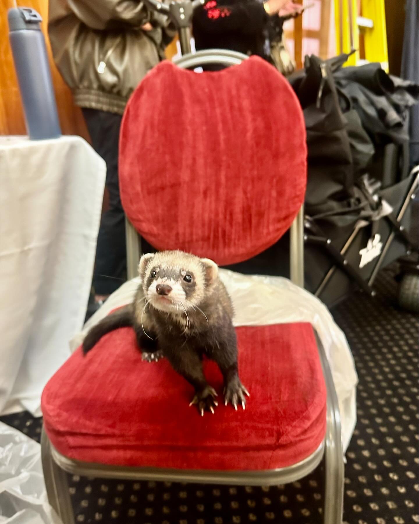 Munchie&rsquo;s first day on set and he&rsquo;s smashed it! 

#ferret #ferretgram #ferretlover #onset #commercial #tvc #advertising #advertisement #producer #production #productioncompany #filmcrewuk #filmcrew