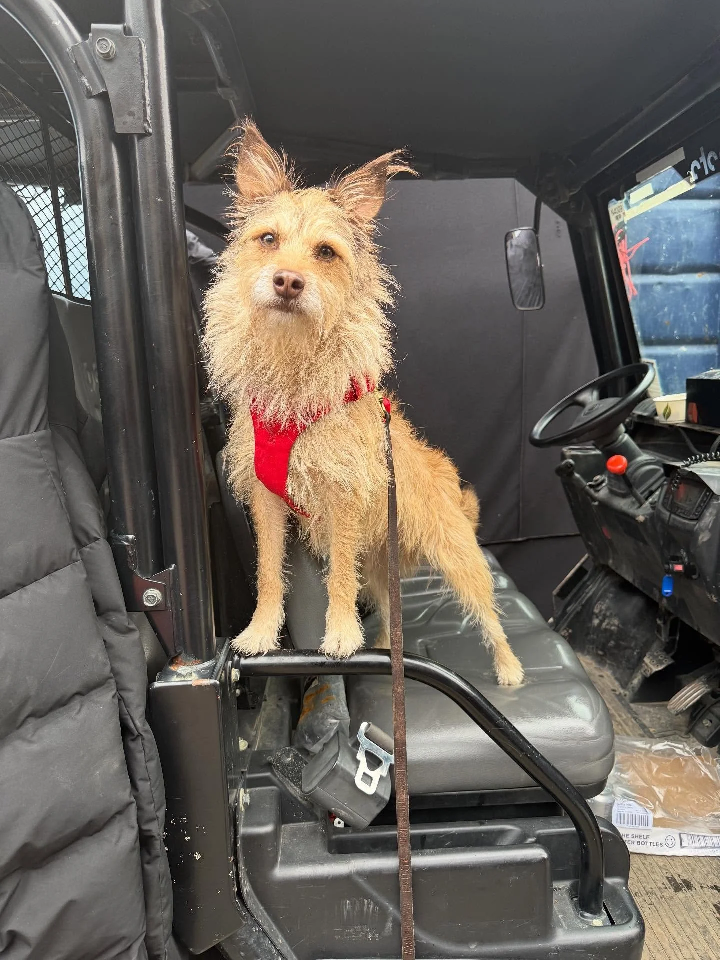 I am so, so proud of this little scruffy mutt! He did a difficult scene on a HUGE film today, and nailed every shot. So much going on around him he coped beautifully! He&rsquo;s come a long way from being tied to a park bench in Portsmouth! Good boy 