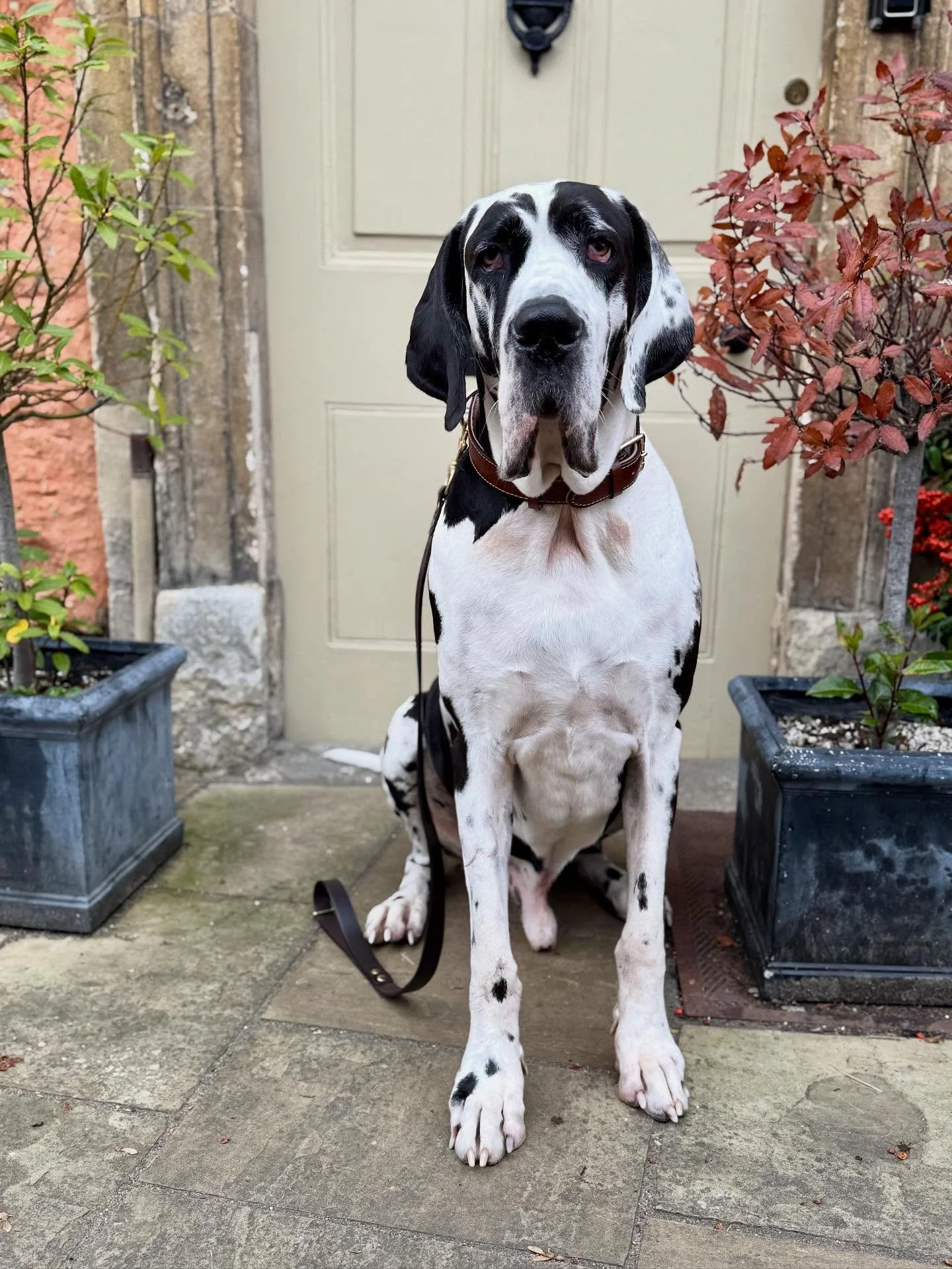 Hudson on set today, impressing the paps with his great size! #onset #onlocationshoot #greatdane #filming🎬 #tvseries #harlequingreatdane