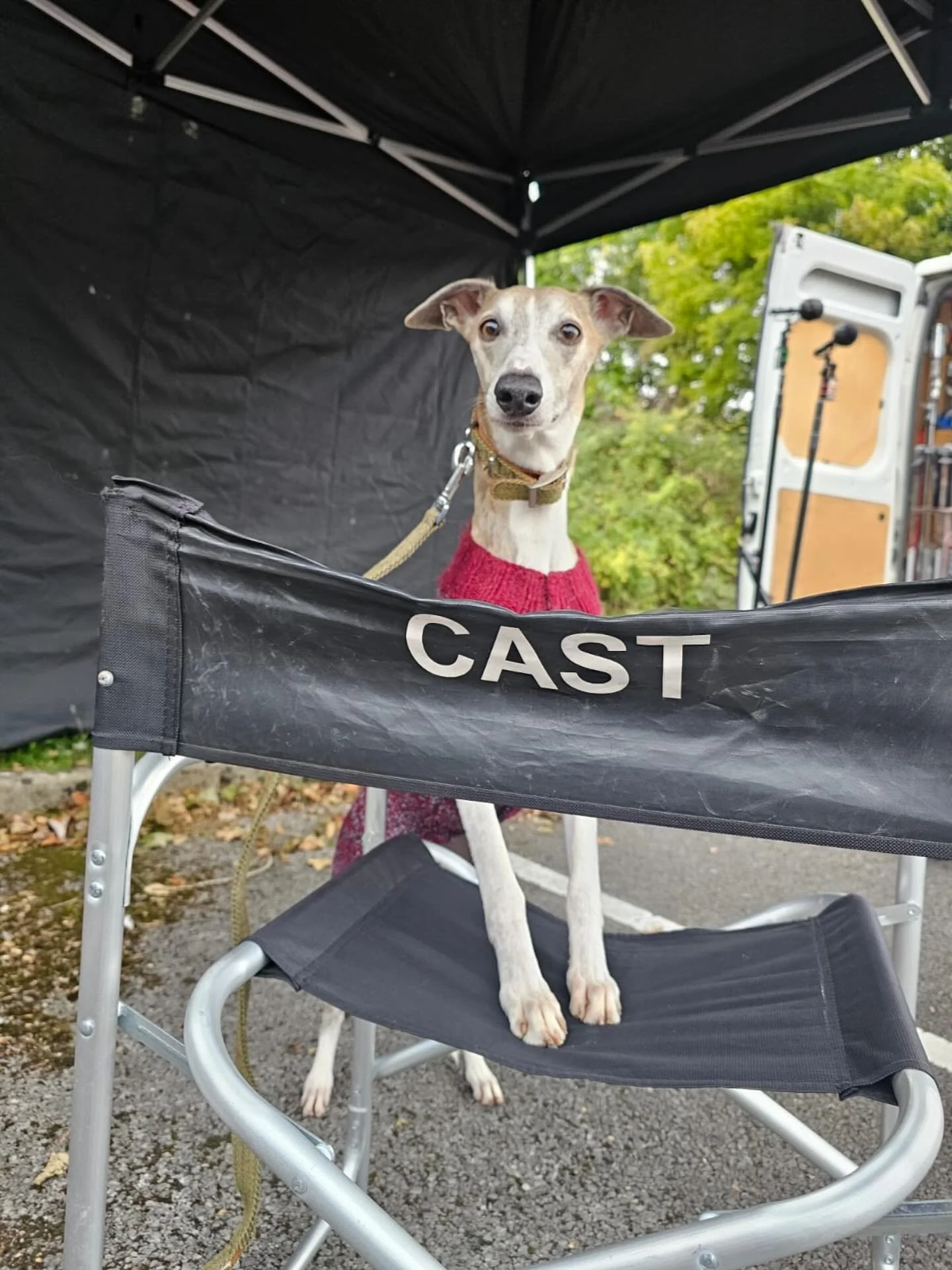 Perfect boy Julian was on set for us today. He really was as perfect as he looks. 

#whippet #filming #tvseries #drama #whippetsofinsta