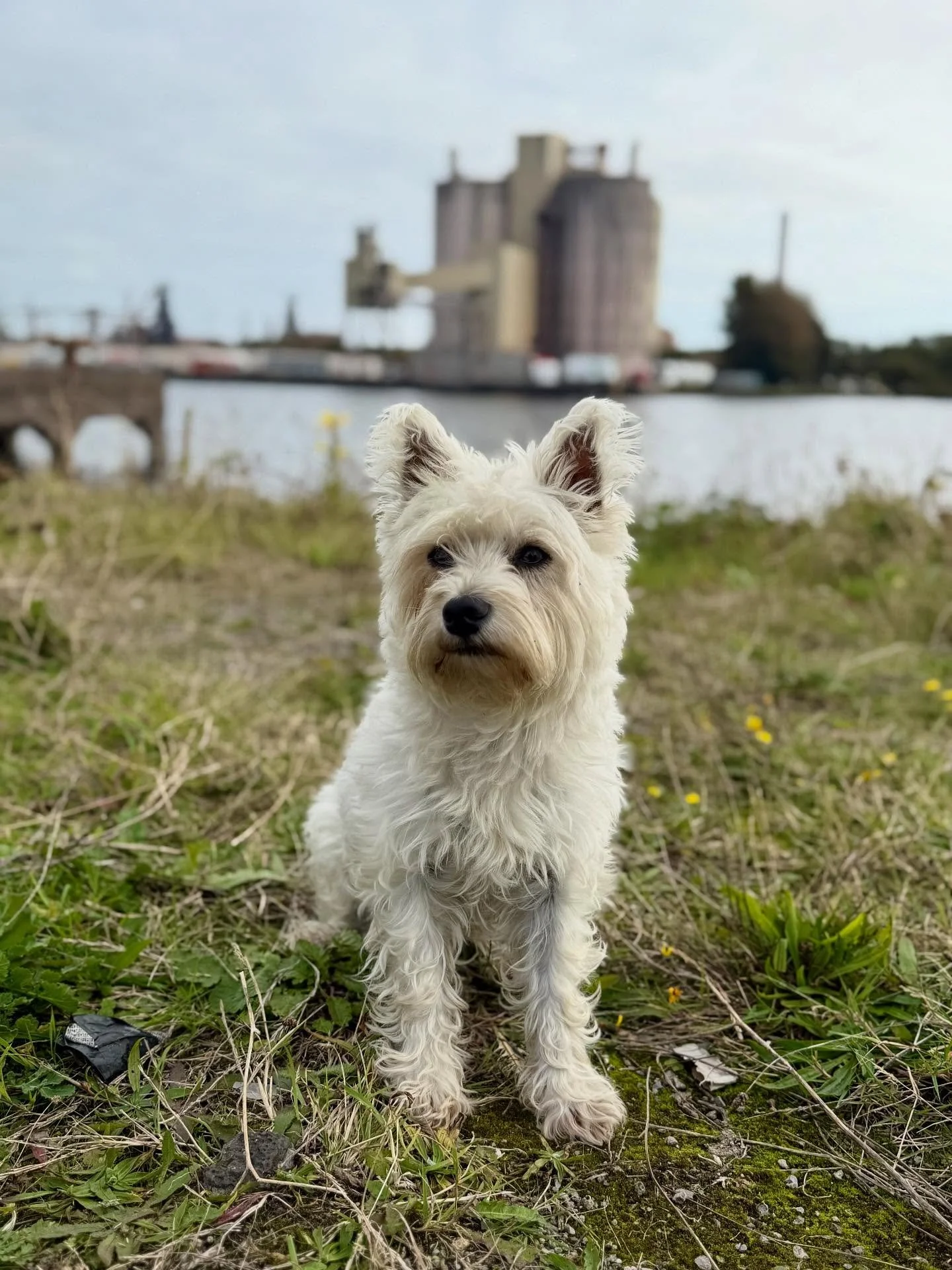Willow making her screen debut today in Wales, on a crazily fun feature film. 

#westie #westhighlandterrier #featurefilm #filmdirectors #setdec #setdecoration #filmdog