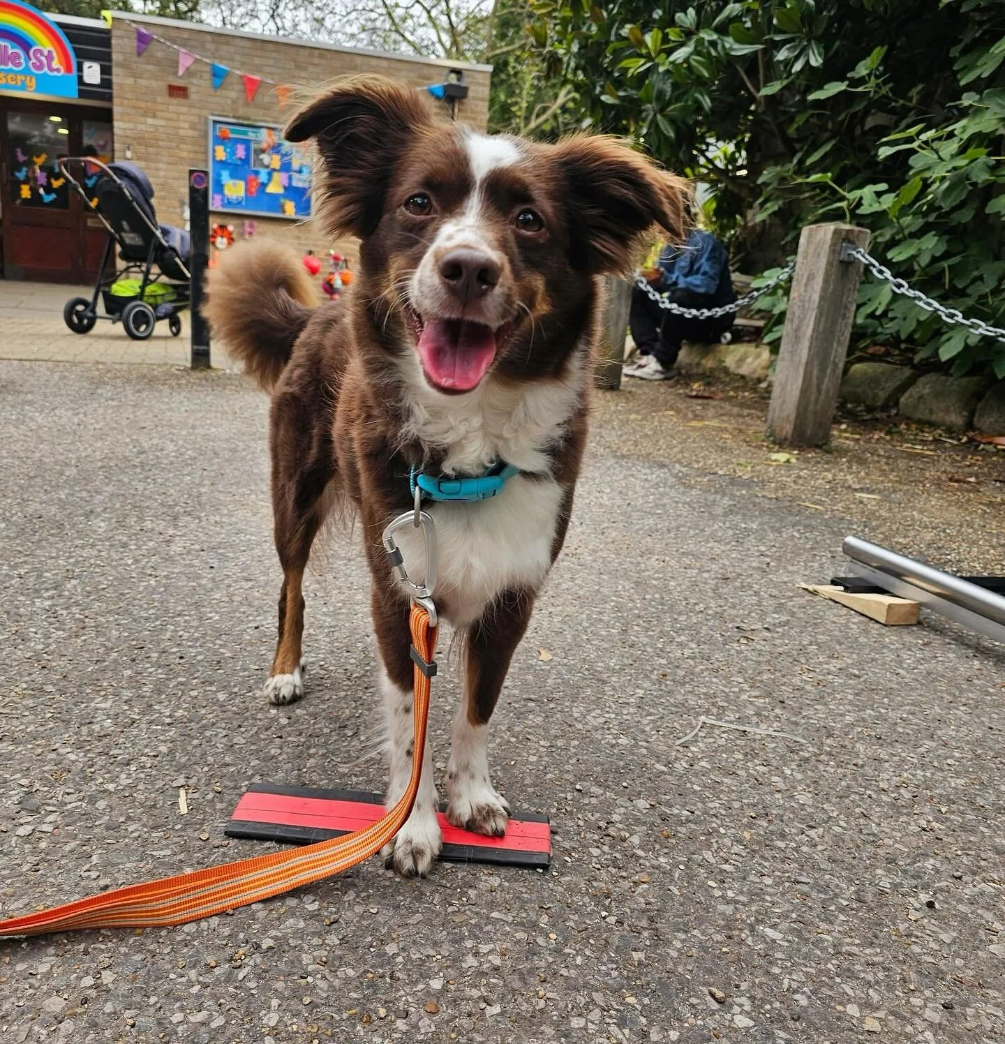 Sunday having a fun day on set today! #onset #tvcommercial #tvad #tvadvert #advertising #advertising_agency #productioncompany #miniamericanshepherd