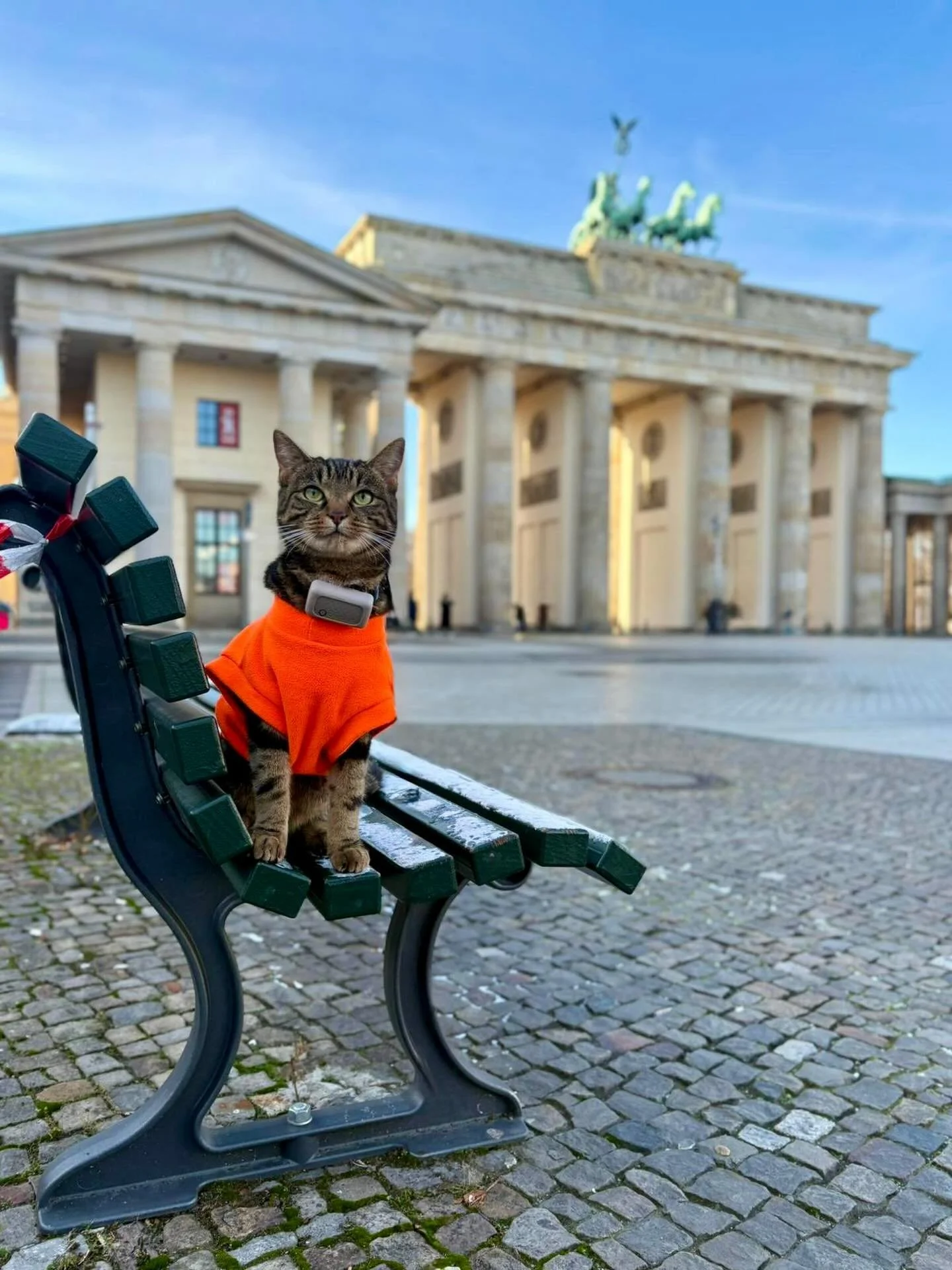 Yolo on his obligatory sightseeing duties at Brandenburg Gate! Next stop Warsaw and back to work&hellip; #brandenburggate #brandenburg #neoclassicalarchitecture #germany #trainedcat #cattraining #cattrainer #filmcat