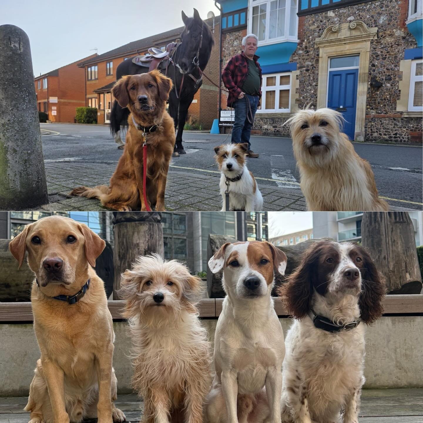 Lots of cute faces out today! Yuki, Harper and Twist on a job in Cambridge and Solo, Mopsy, Herbie and Dora in London on a tv commercial. Thank you as ever, to the lovely Ali from @vetsonstandby for taking care of our babies on set again today. 

#fi