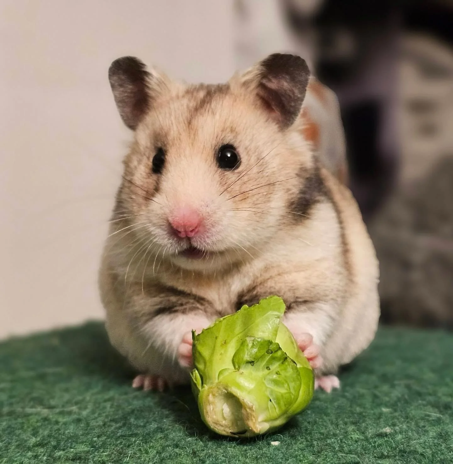 Have we ever introduced Java? She&rsquo;s one of our new additions, and is the CUTEST little Hammie ever! 😭❤️🥹🥰
#hamster #hamstergram