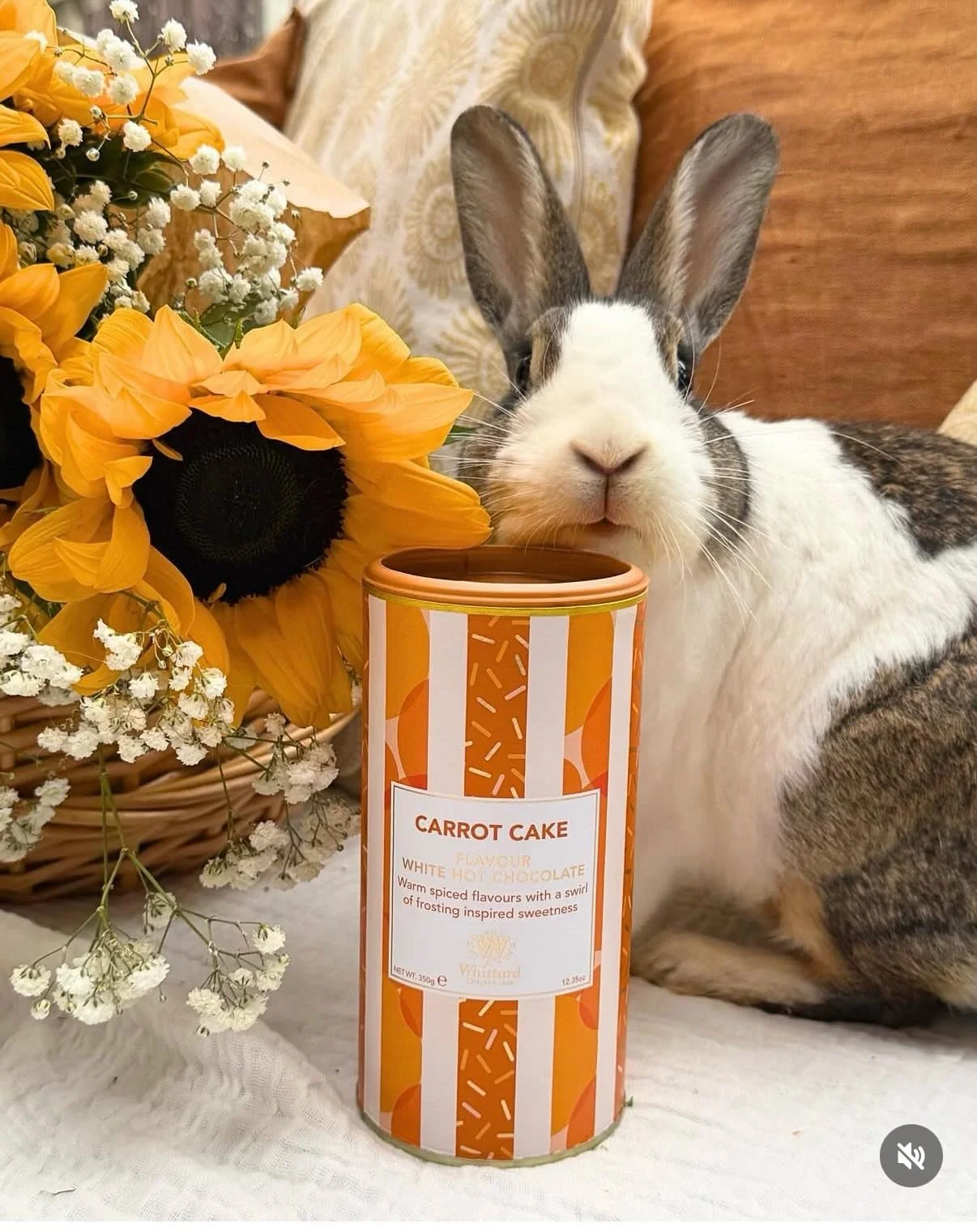 Cinnamon Swirl on his recent job for @whittardofchelsea1886 He and his brother Pumpkin Spice were brilliant on this shoot. #onset #trainedrabbit #hotchocolate #whittardsofchelsea