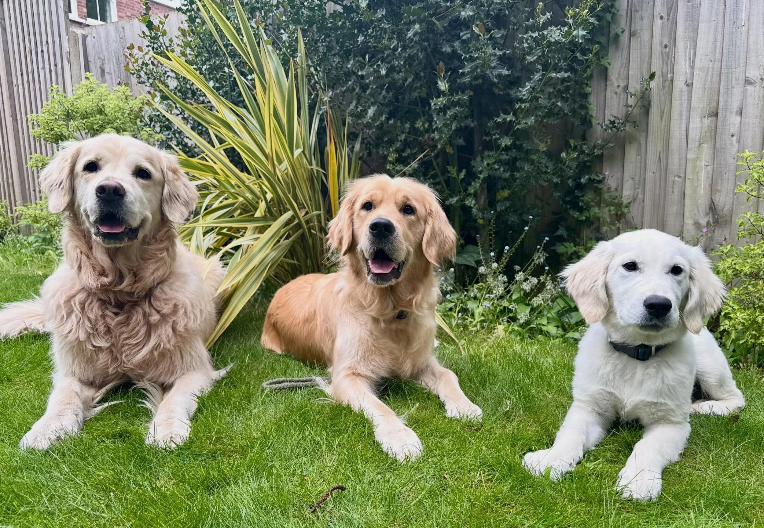Day One on set with these 4 Gorgeous Goldies! It&rsquo;s been long but I could not have asked for better dogs for this job! So proud of how they all behaved. Here&rsquo;s to day two! #goldenretriever #goldie #goldenretrieversofinstagram #filming #adv