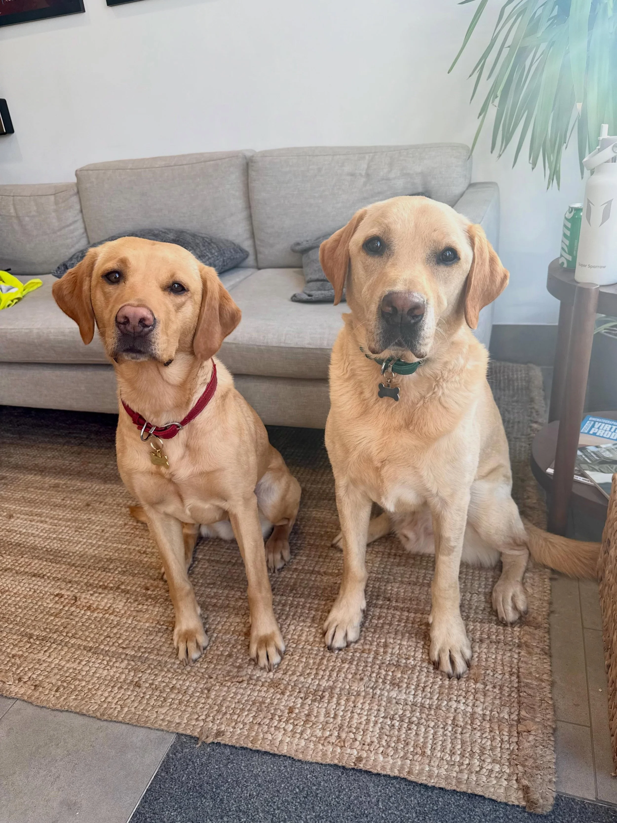 First day on set of a new tv series for this pro duo @marsvolume #tvproduction #tvproducer #tvdog #traineddogs #yellowlabs