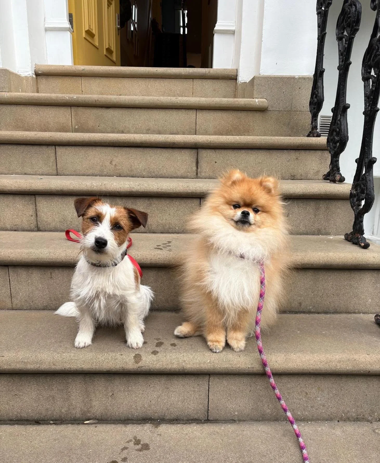 Harper and Suri have been out on a nice little job today for a big pet food company. It&rsquo;s always a good job when you get to polish off a bowl full at the end of the day! 

#adcampaign #advertising #producer #tvproducer #filming