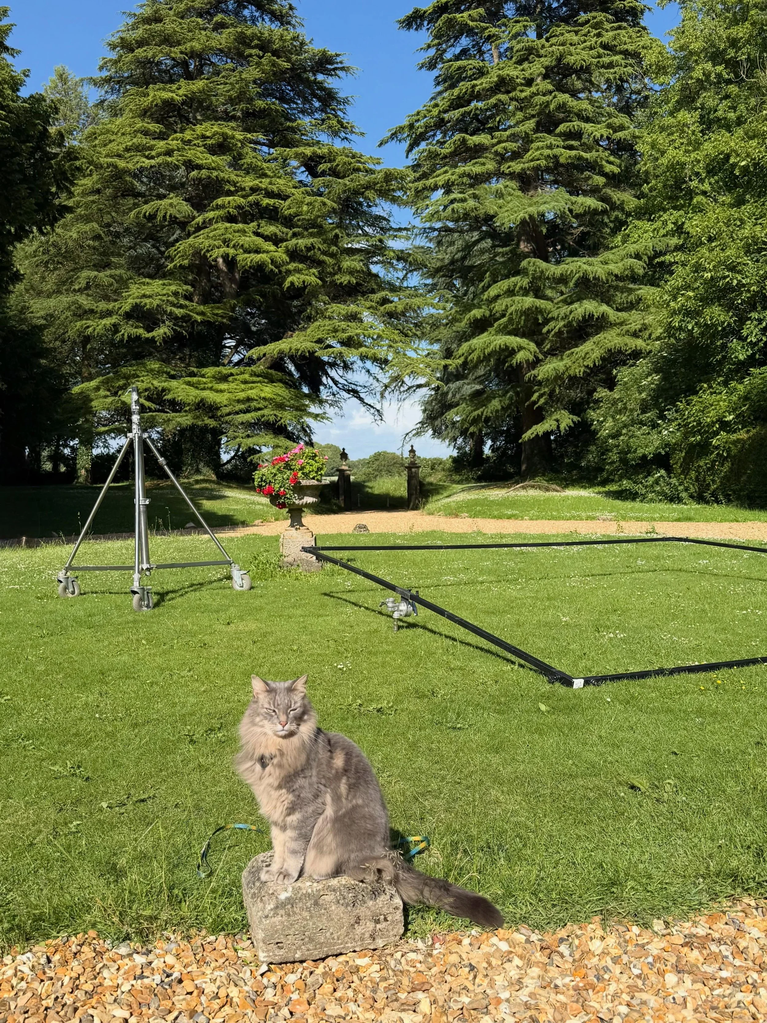 Back at @chavenage_estate , this time with Scooter on a new production. Missing our #rivals teamies but was incredibly happy to have some familiar faces on set! Scooter has been a superstar! 

#filming #tvseries #tvcat
