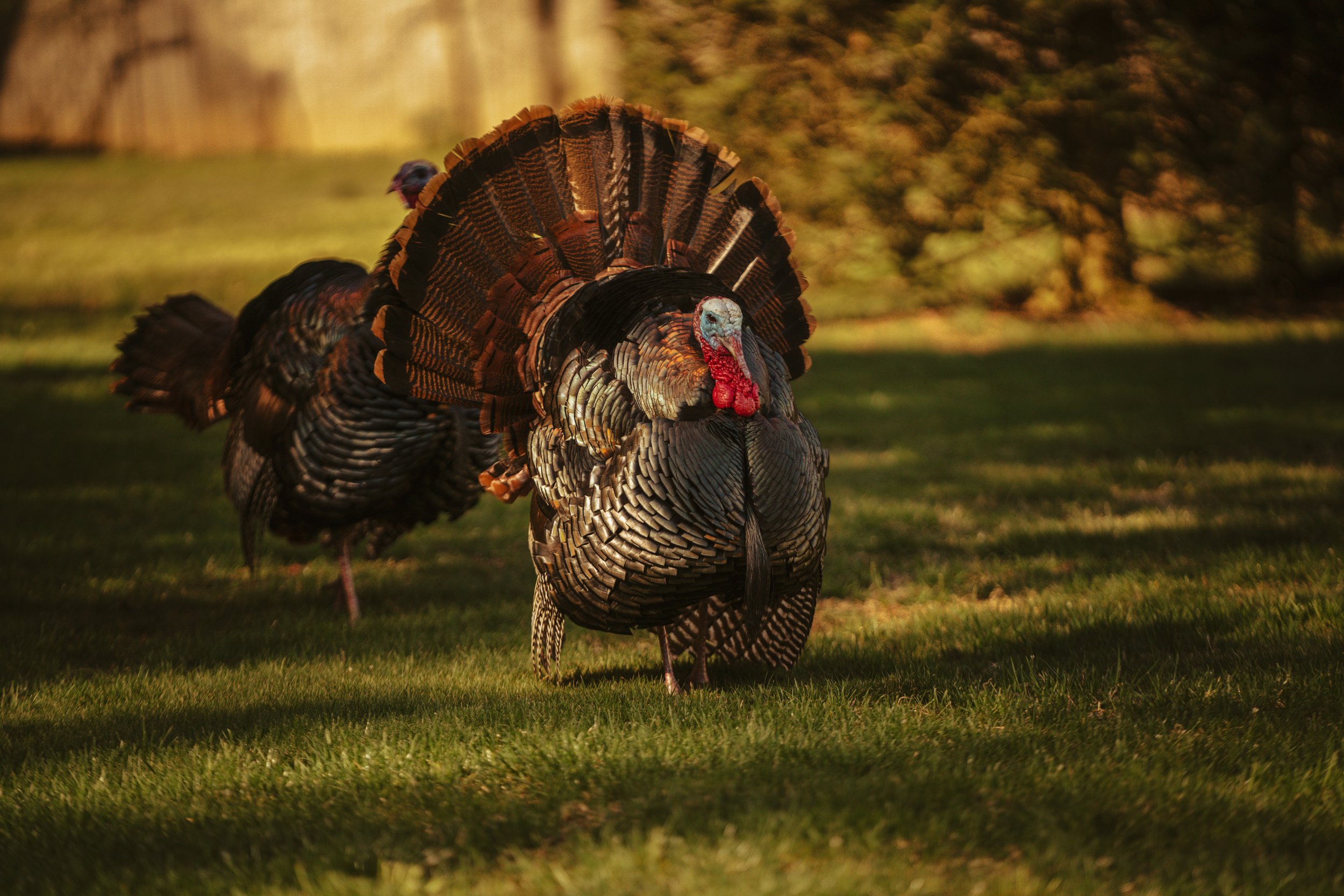Turkey Sprint Hunt Per Day