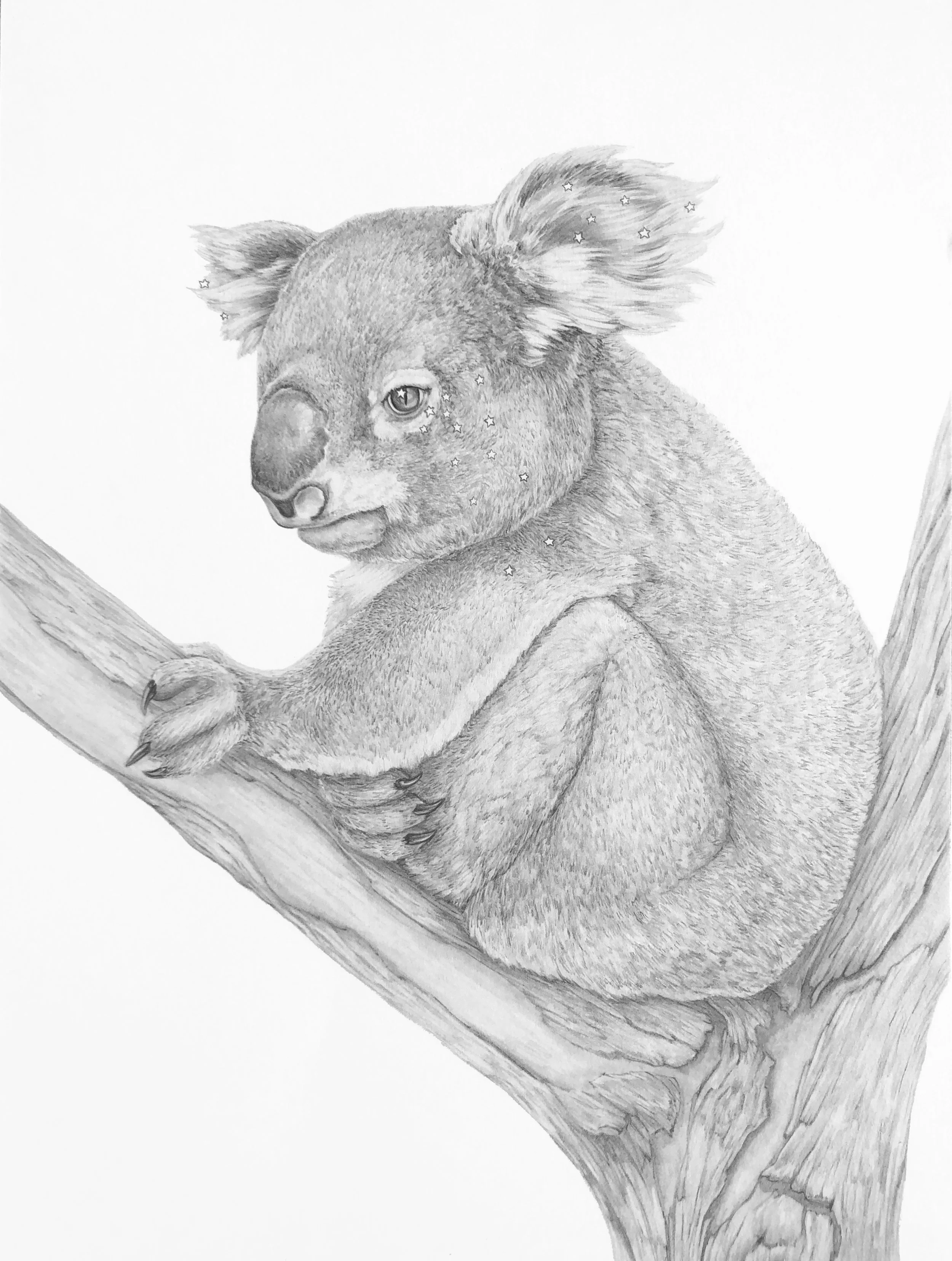 2020 koala white.jpg