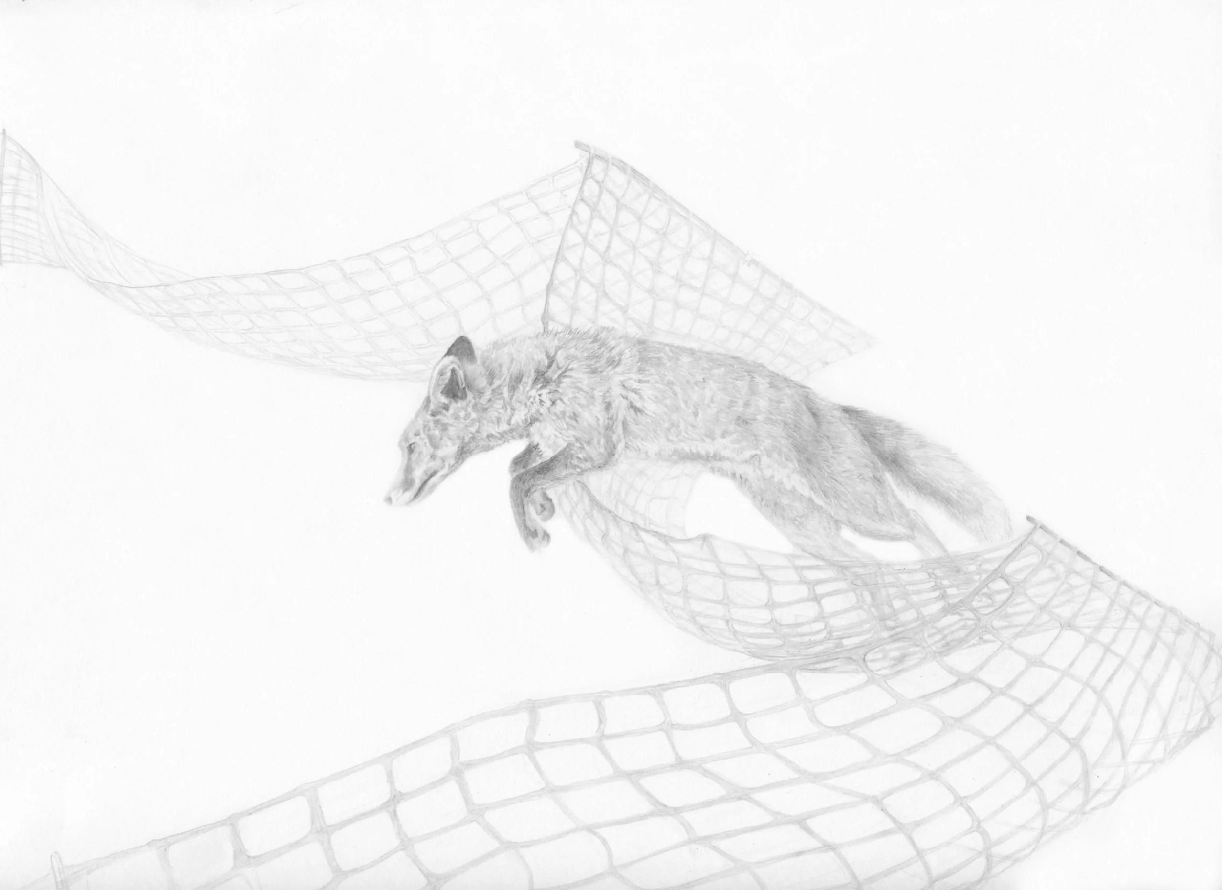 2012 fox periphery.jpg