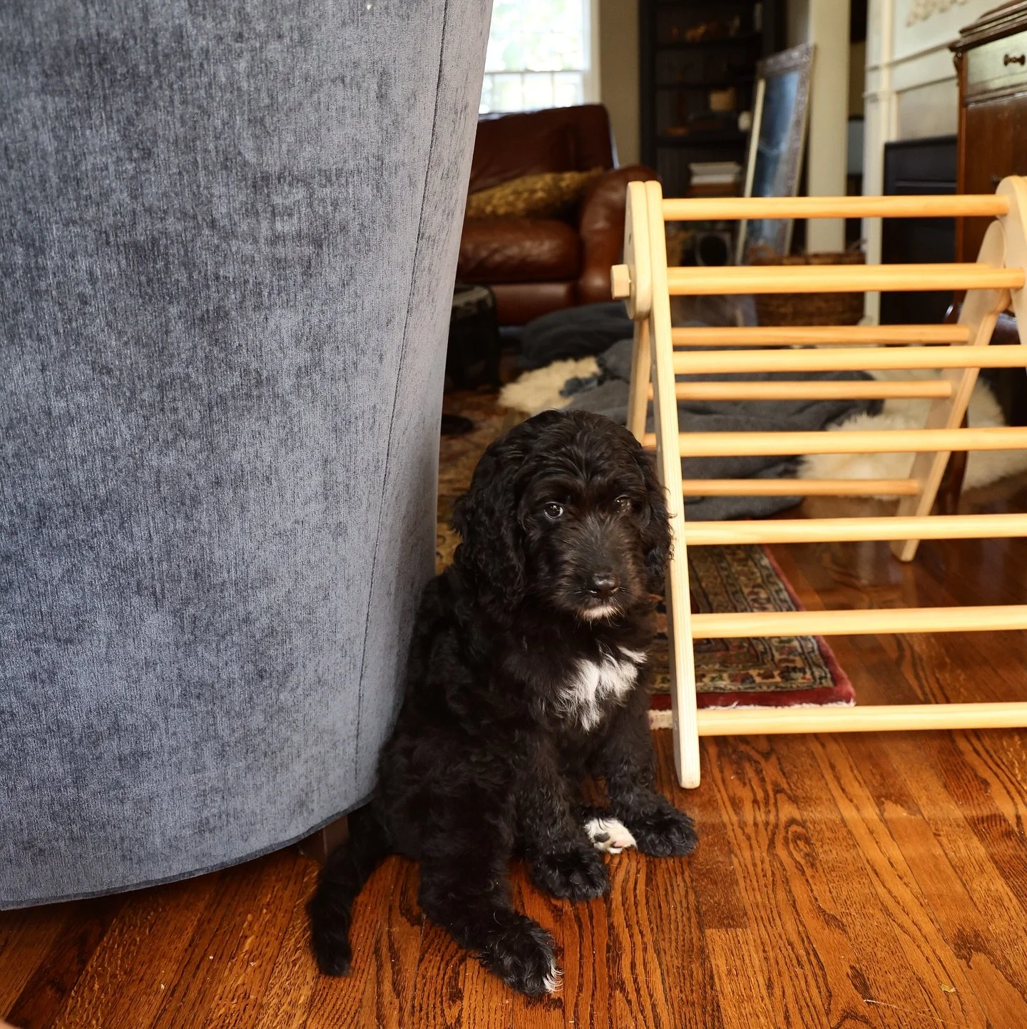 Undone Studio&rsquo;s newest assistant is furry and sweet. We are all in love and want to take his photo (peep Wally with the Polaroid) 📸