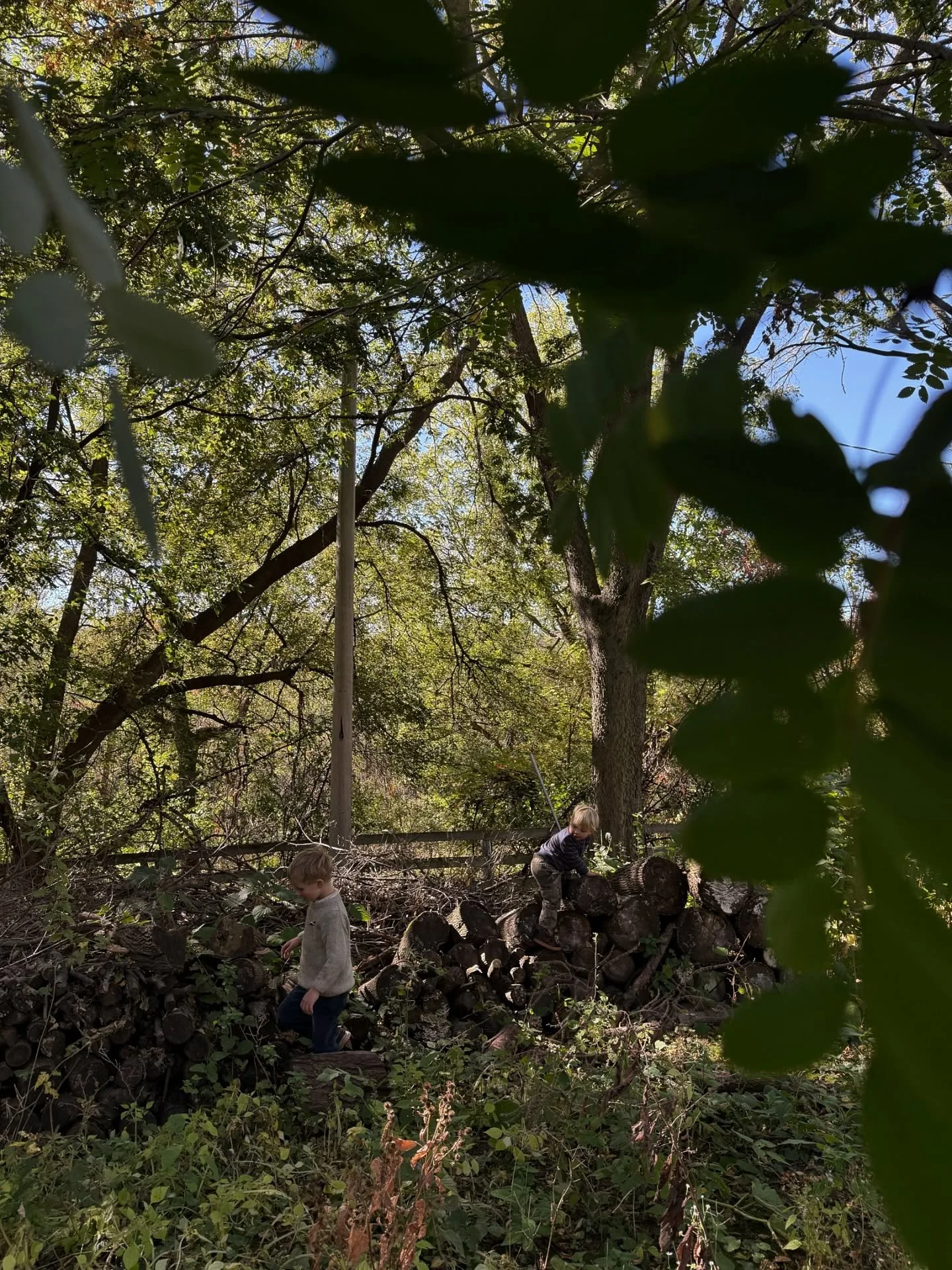 My sweet boys in the Ches Mar woods. The human boys, the furry boy. Our best afternoons are spent crunching sticks under our feet, building forts, and learning to climb the trees safely. Wally would swing here for hours if we let him. Rex is always p