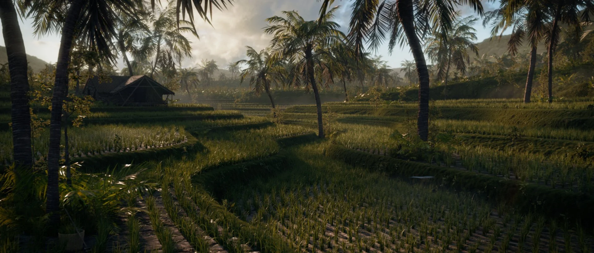 Rice Fields