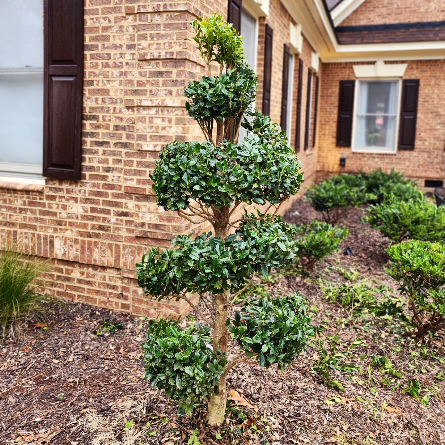 One of the best things you can do to your existing older shrubs is create them into a topiary. There are different forms and styles to create one, after all by definition, topiary is just clipping a tree or shrub into any desired shape.

This particu