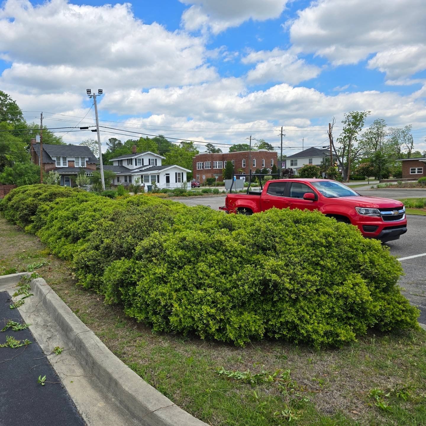 Sneak peak of what's being created in Lake City for @artfieldssc! 
Unveiling ceremony this Saturday, April 27th from 11-12. 
See you there! 

&quot;Other Worldly&quot; 
Ilex vomitoria, Yaupon holly

#artfields #artfields2024 #topiary