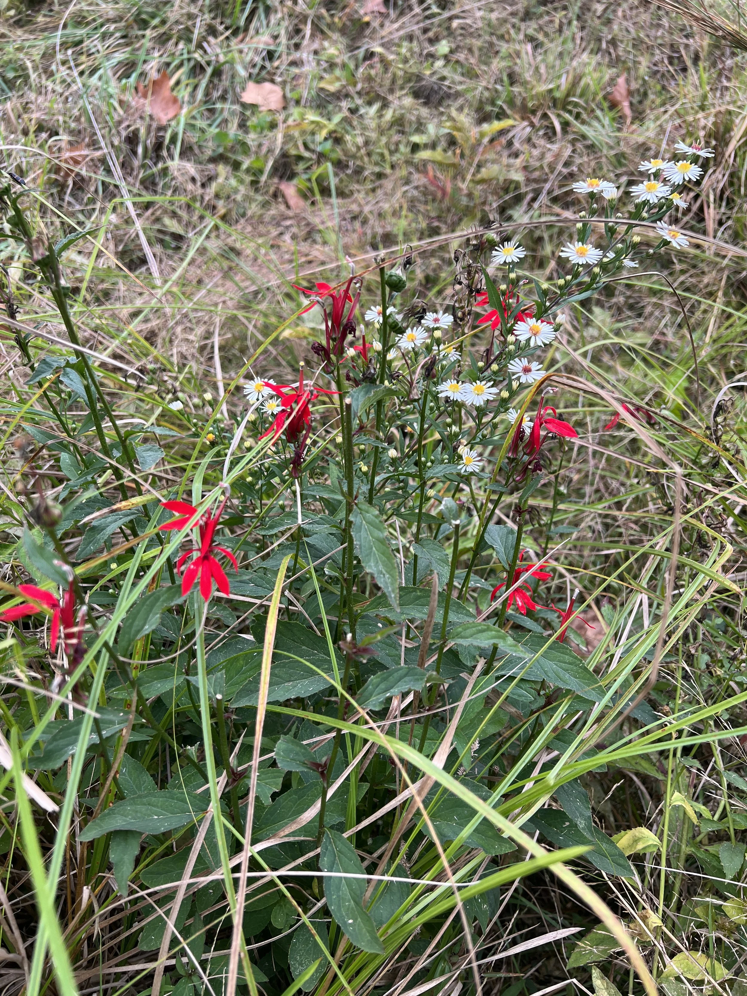 Cardinal Flower and Fall Asters
