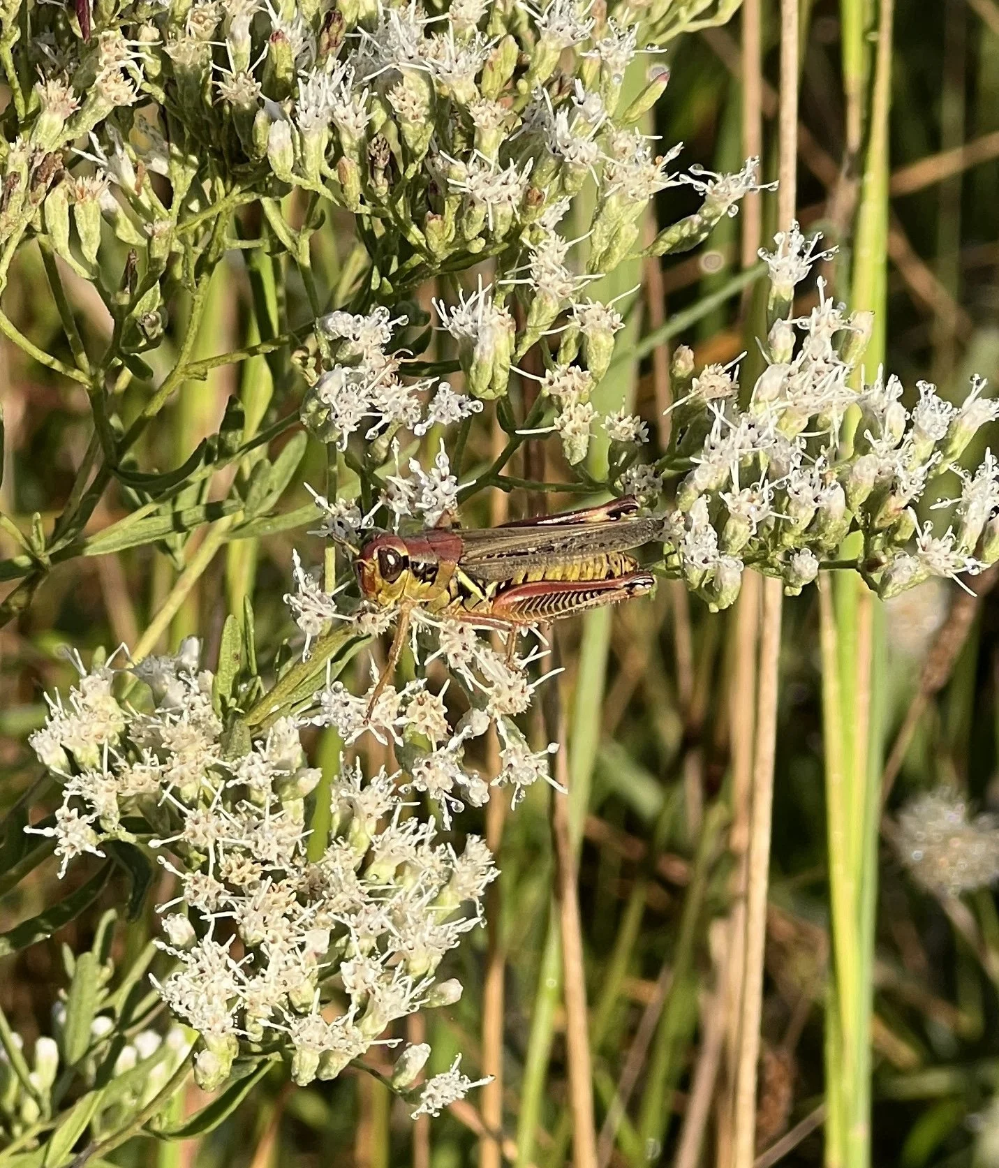 Eupatorium Grasshopper