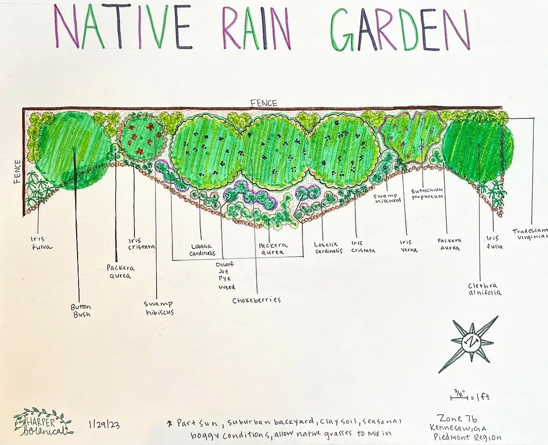 Native rain garden design