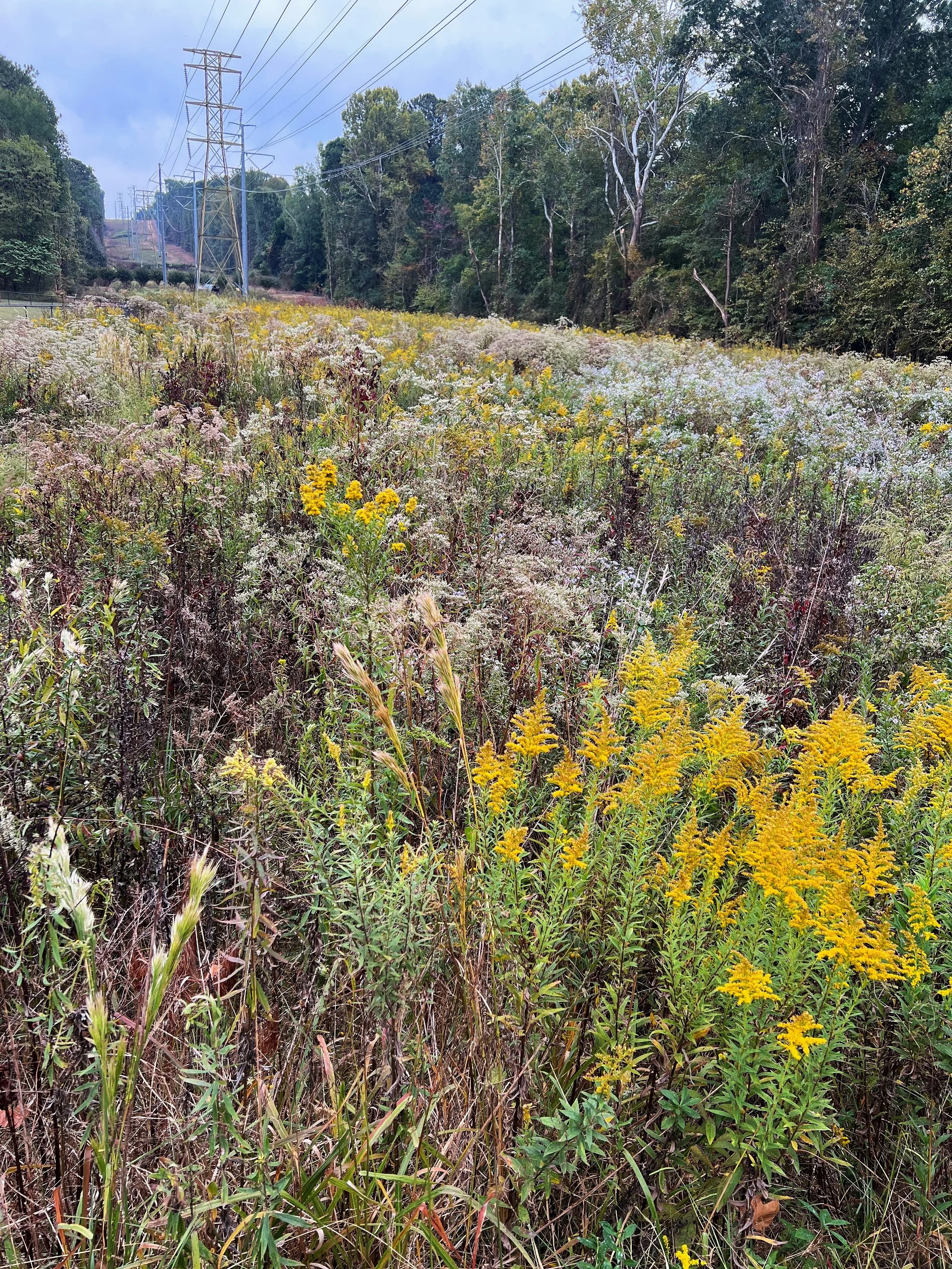 Fall meadow in Kennesaw, GA