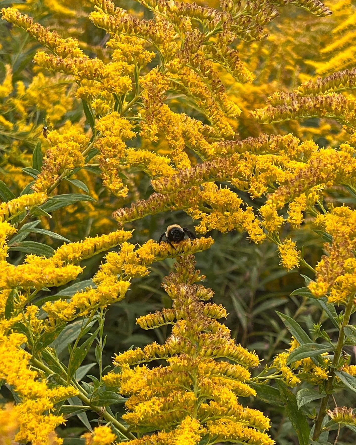 Garden photo