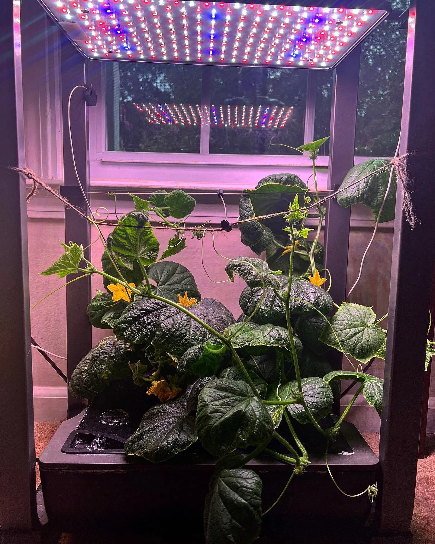 Garden photo