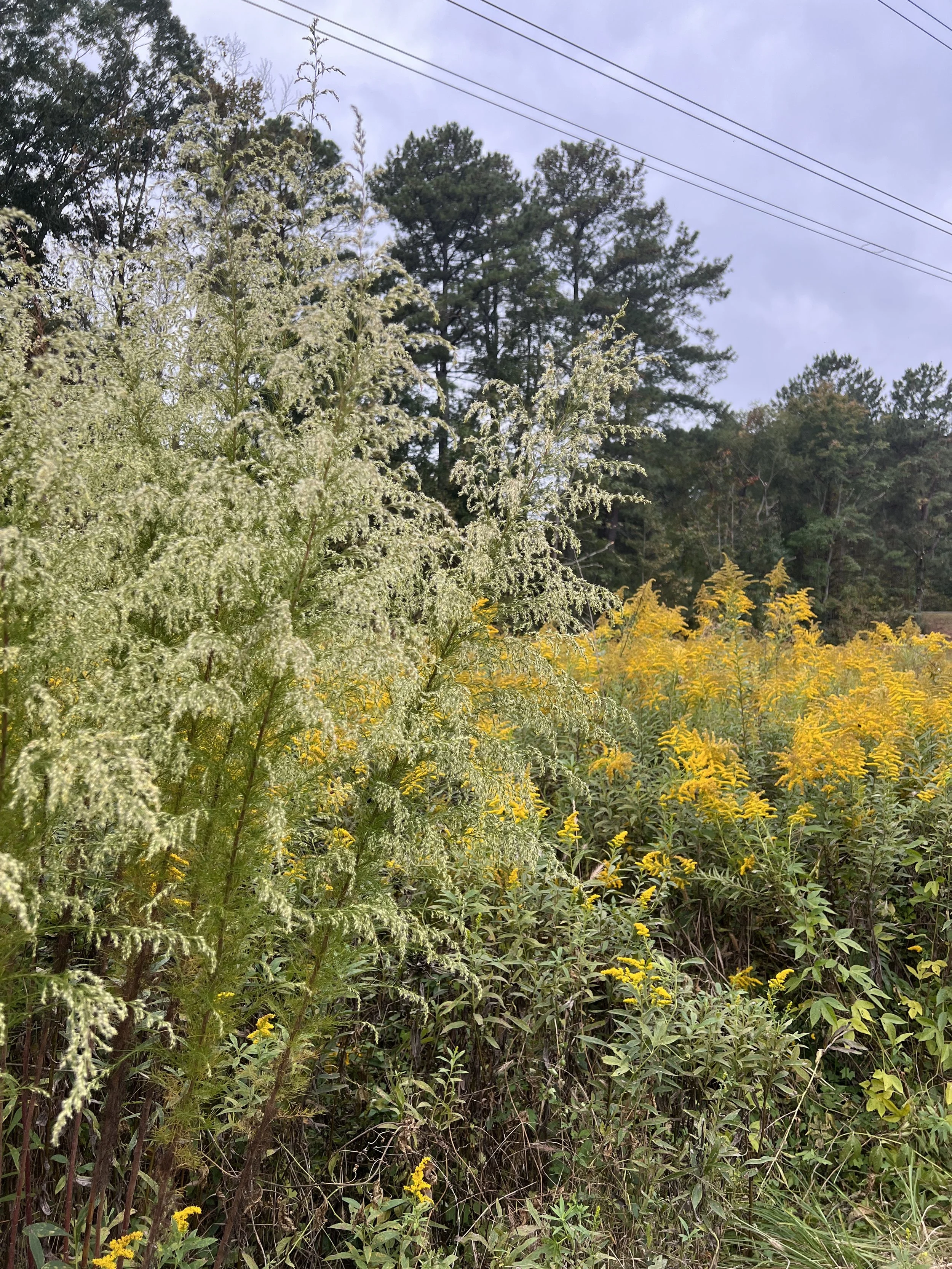 Dogfennel and Goldenrod
