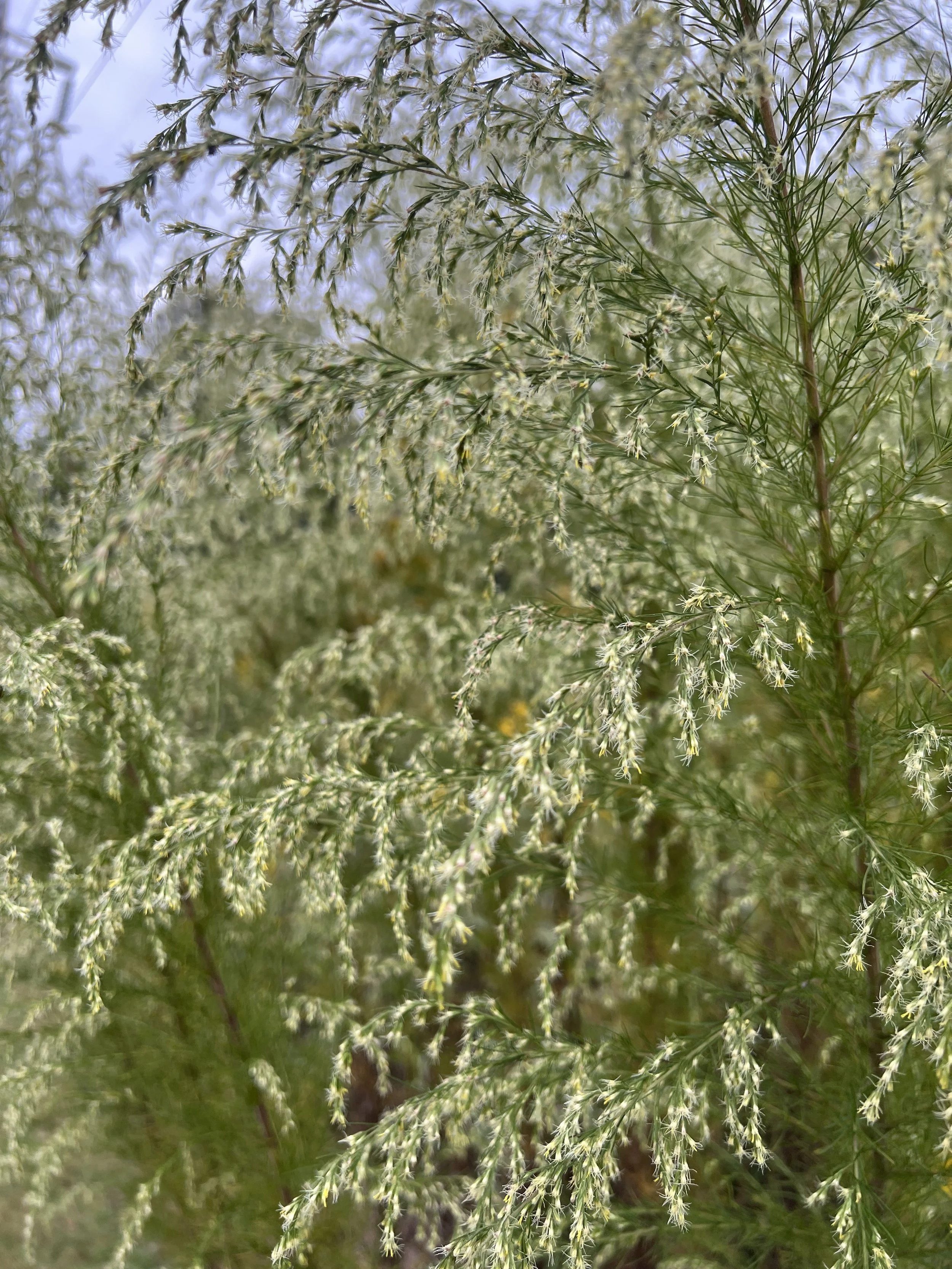 Dogfennel in bloom