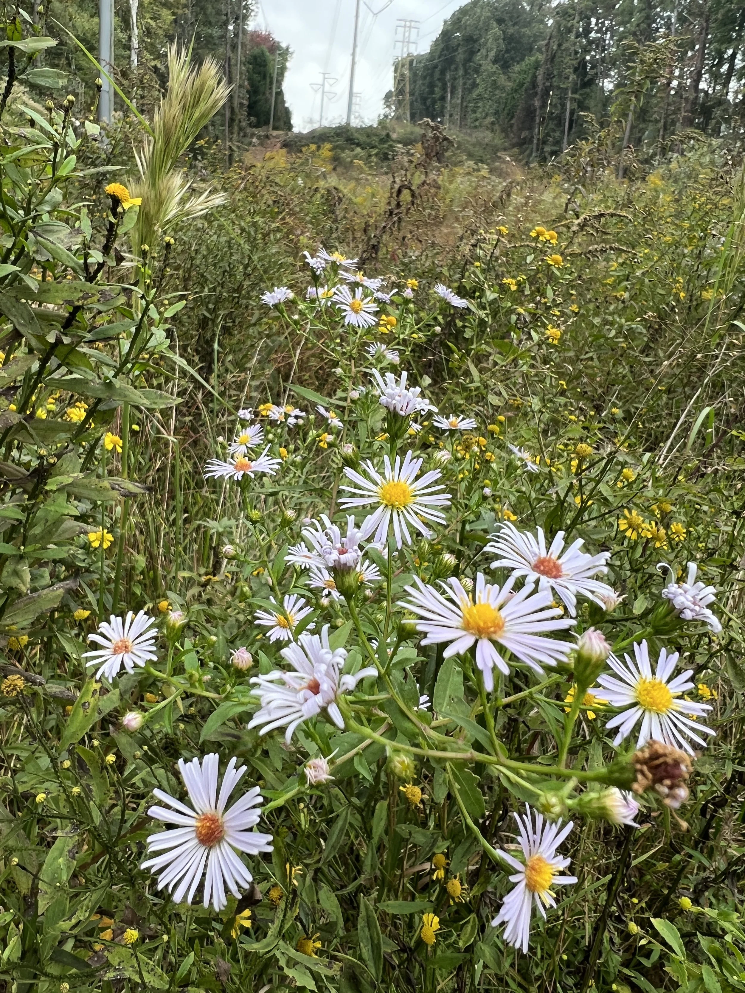 Swamp Asters and Common Sneezeweed