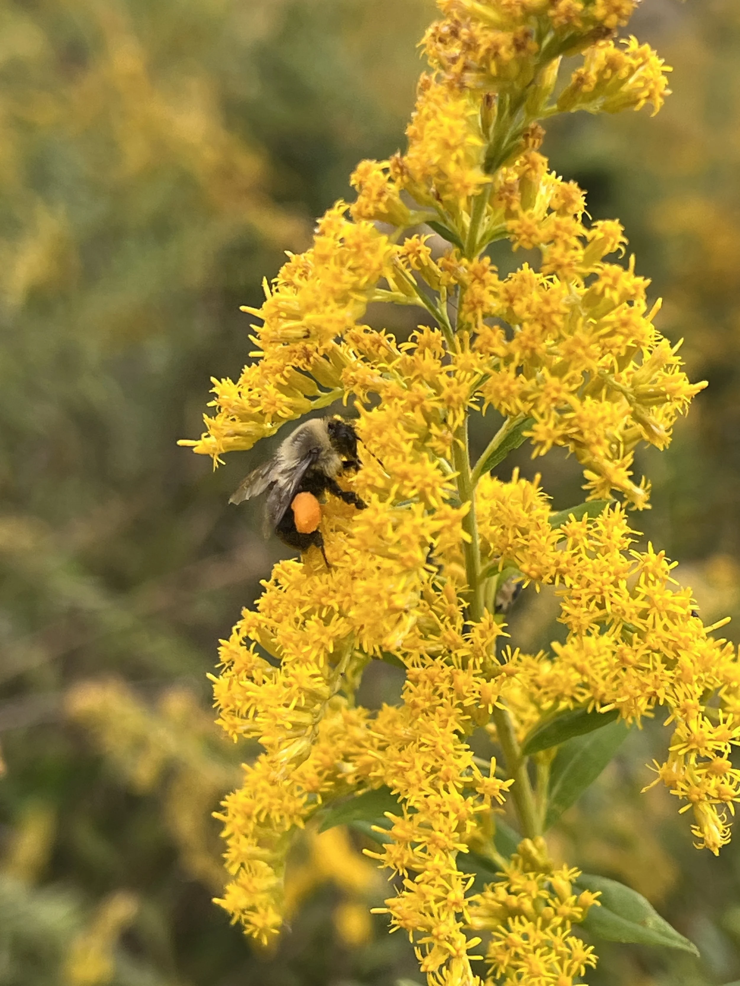 Native bee on goldenrod