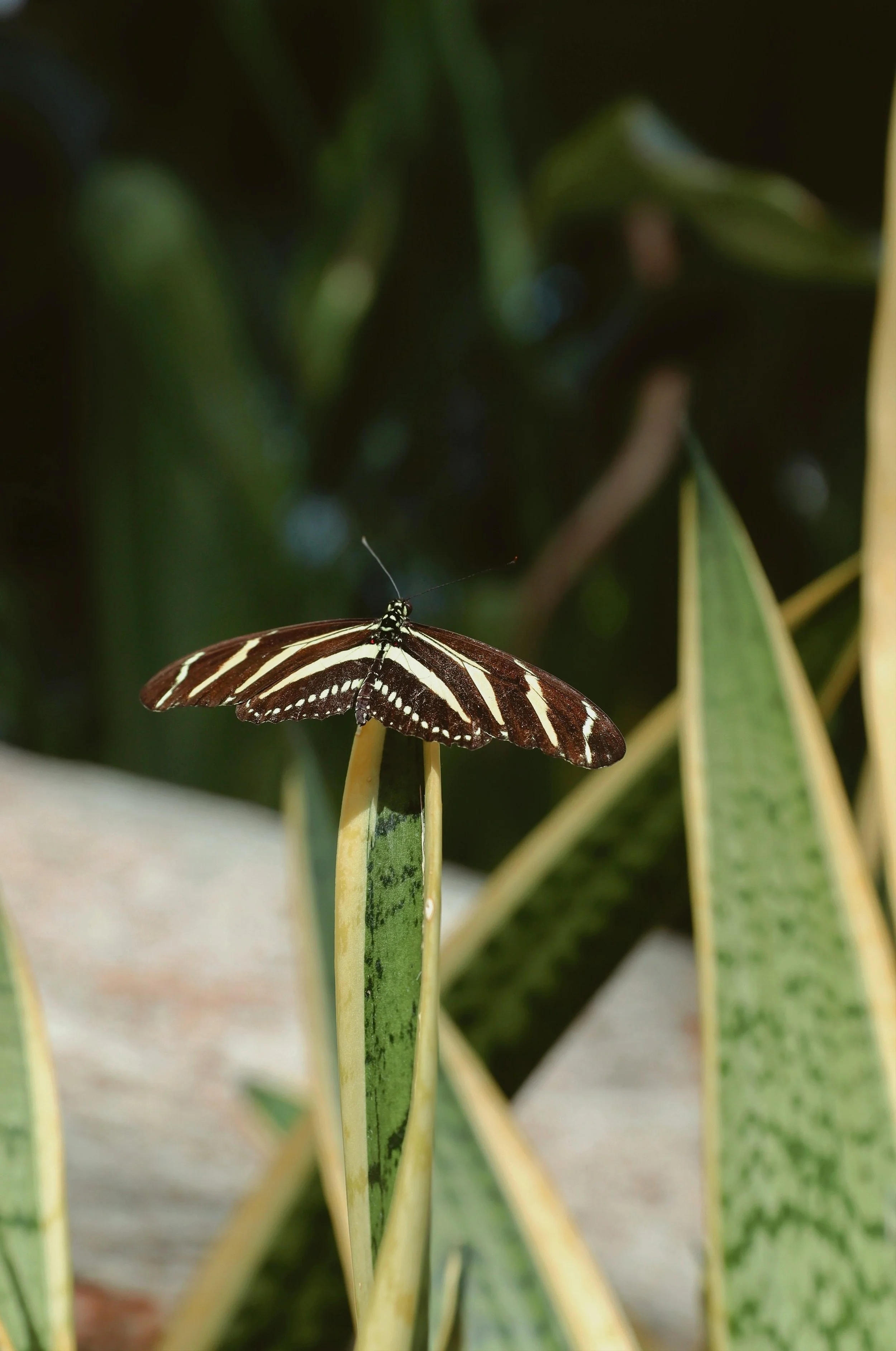 Close-up of a zebra longwing butterfly perched on a variegated plant leaf.