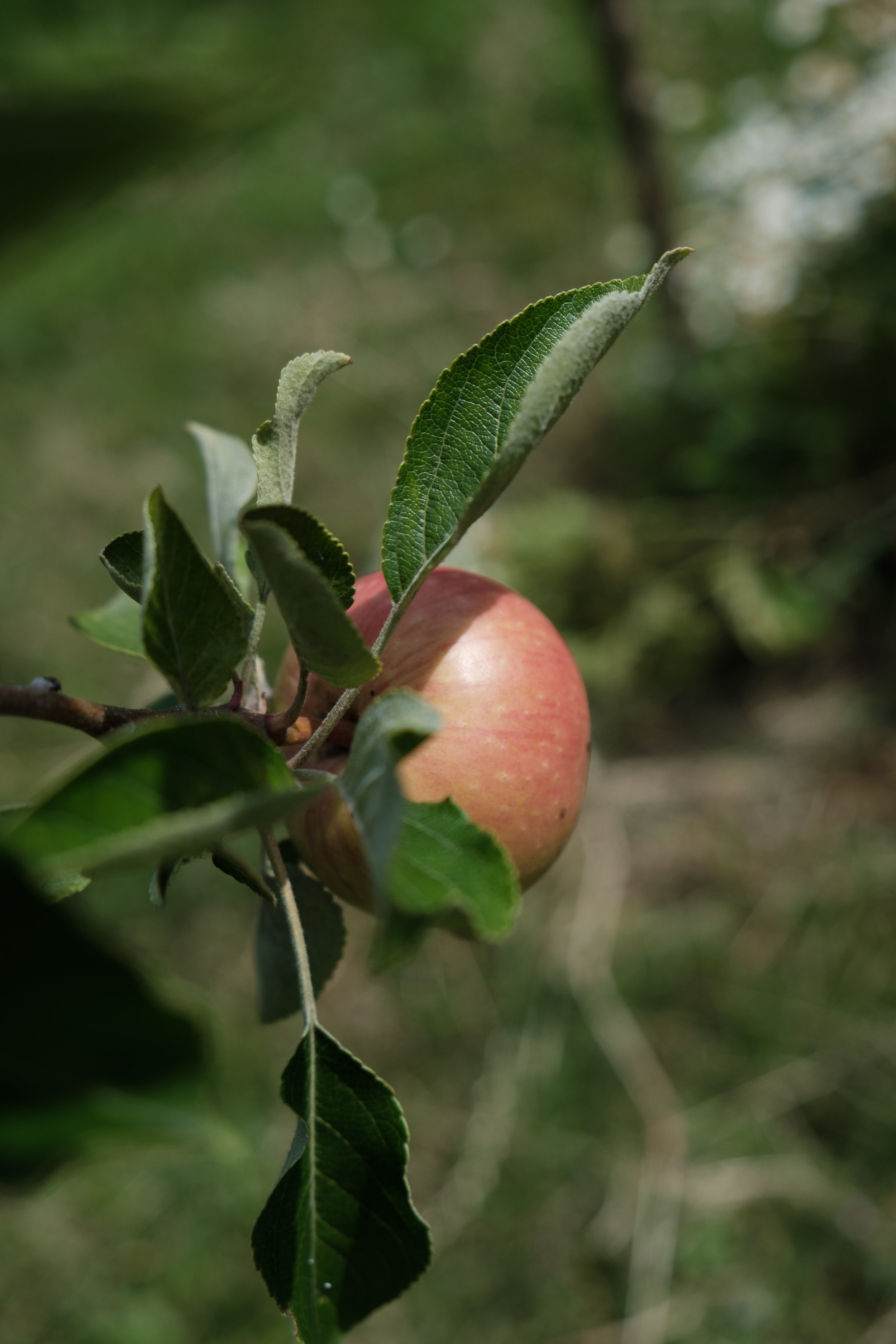 Tuin-3.jpg
